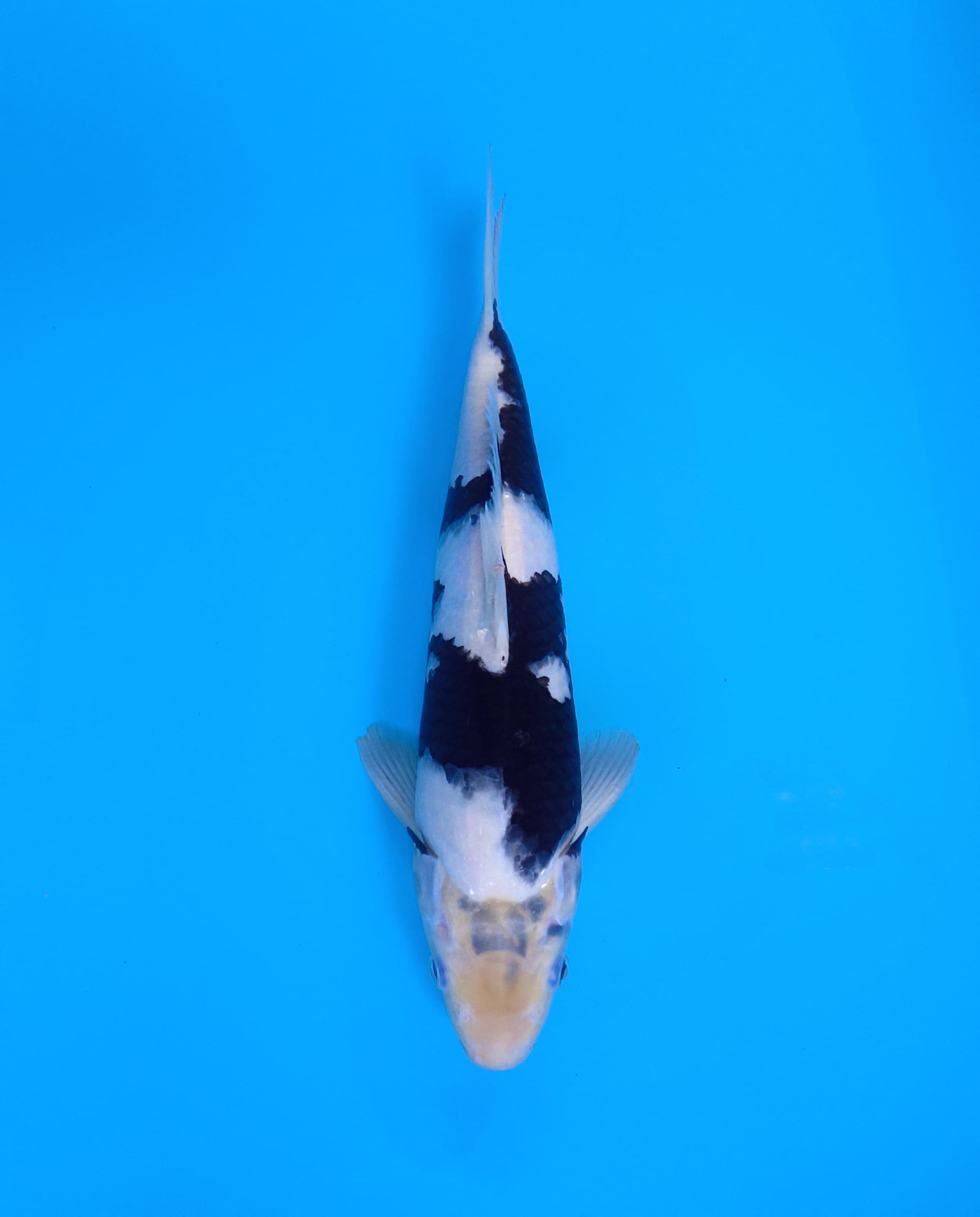 SHIRO KUALITAS ARENA 30cm MALE