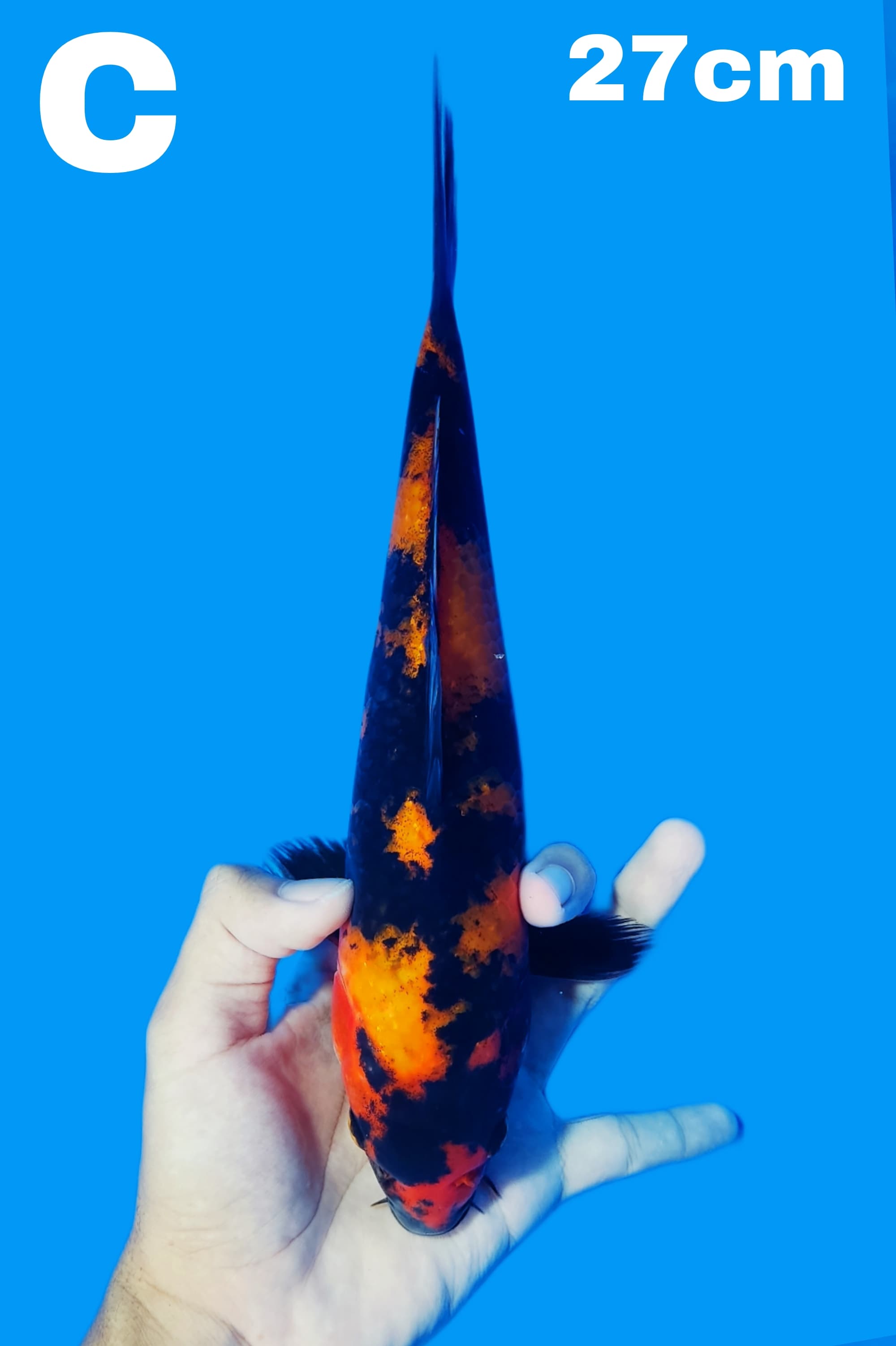Lelang Koi Online, Jual Beli Ikan Koi, Pusat Jual Beli Koi, Info Lelang Koi Hari Ini, Platform Jual Beli Koi, Jual Beli Ikan Koi Online, Marketplace Ikan Koi, Jual Koi Terbaik, Tempat Beli Koi Berkualitas, Pasar Ikan Koi Online Terpercaya, Penjual Ikan Koi Terpercaya, Beli Koi Hias Online, Ikan Koi untuk Dijual, Koi Kualitas Terbaik, Toko Online Ikan Koi, Koi Hias Untuk Dijual, Jual Beli Ikan Koi Lokal, Koi Indonesia Online, Pusat Jual Beli Koi Terbesar