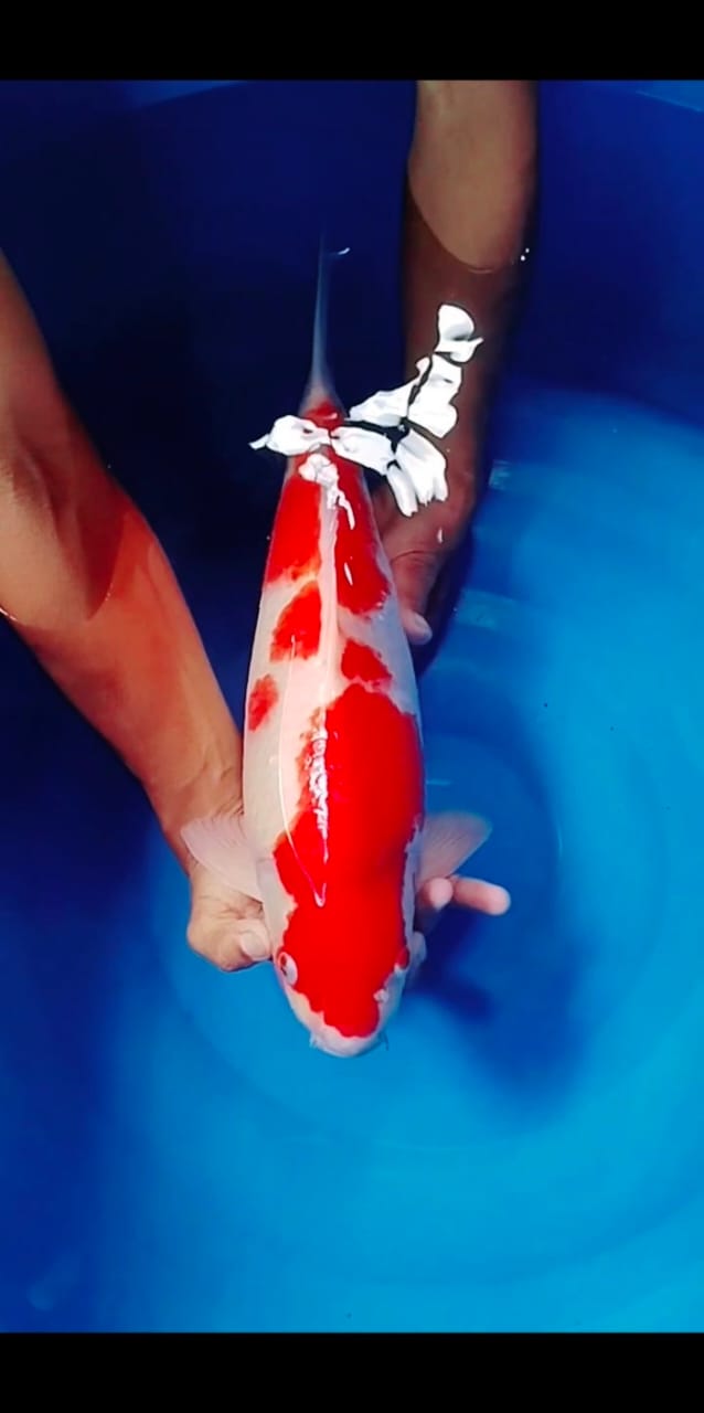 Lelang Koi Online, Jual Beli Ikan Koi, Pusat Jual Beli Koi, Info Lelang Koi Hari Ini, Platform Jual Beli Koi, Jual Beli Ikan Koi Online, Marketplace Ikan Koi, Jual Koi Terbaik, Tempat Beli Koi Berkualitas, Pasar Ikan Koi Online Terpercaya, Penjual Ikan Koi Terpercaya, Beli Koi Hias Online, Ikan Koi untuk Dijual, Koi Kualitas Terbaik, Toko Online Ikan Koi, Koi Hias Untuk Dijual, Jual Beli Ikan Koi Lokal, Koi Indonesia Online, Pusat Jual Beli Koi Terbesar