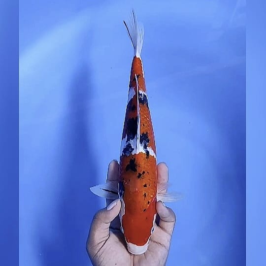 Lelang Koi Online, Jual Beli Ikan Koi, Pusat Jual Beli Koi, Info Lelang Koi Hari Ini, Platform Jual Beli Koi, Jual Beli Ikan Koi Online, Marketplace Ikan Koi, Jual Koi Terbaik, Tempat Beli Koi Berkualitas, Pasar Ikan Koi Online Terpercaya, Penjual Ikan Koi Terpercaya, Beli Koi Hias Online, Ikan Koi untuk Dijual, Koi Kualitas Terbaik, Toko Online Ikan Koi, Koi Hias Untuk Dijual, Jual Beli Ikan Koi Lokal, Koi Indonesia Online, Pusat Jual Beli Koi Terbesar
