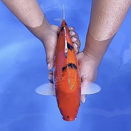 Lelang Koi Online, Jual Beli Ikan Koi, Pusat Jual Beli Koi, Info Lelang Koi Hari Ini, Platform Jual Beli Koi, Jual Beli Ikan Koi Online, Marketplace Ikan Koi, Jual Koi Terbaik, Tempat Beli Koi Berkualitas, Pasar Ikan Koi Online Terpercaya, Penjual Ikan Koi Terpercaya, Beli Koi Hias Online, Ikan Koi untuk Dijual, Koi Kualitas Terbaik, Toko Online Ikan Koi, Koi Hias Untuk Dijual, Jual Beli Ikan Koi Lokal, Koi Indonesia Online, Pusat Jual Beli Koi Terbesar