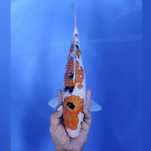 Lelang Koi Online, Jual Beli Ikan Koi, Pusat Jual Beli Koi, Info Lelang Koi Hari Ini, Platform Jual Beli Koi, Jual Beli Ikan Koi Online, Marketplace Ikan Koi, Jual Koi Terbaik, Tempat Beli Koi Berkualitas, Pasar Ikan Koi Online Terpercaya, Penjual Ikan Koi Terpercaya, Beli Koi Hias Online, Ikan Koi untuk Dijual, Koi Kualitas Terbaik, Toko Online Ikan Koi, Koi Hias Untuk Dijual, Jual Beli Ikan Koi Lokal, Koi Indonesia Online, Pusat Jual Beli Koi Terbesar