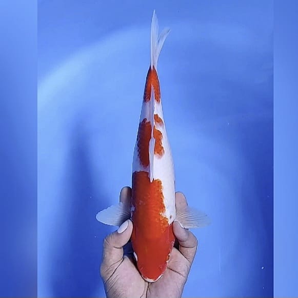 Lelang Koi Online, Jual Beli Ikan Koi, Pusat Jual Beli Koi, Info Lelang Koi Hari Ini, Platform Jual Beli Koi, Jual Beli Ikan Koi Online, Marketplace Ikan Koi, Jual Koi Terbaik, Tempat Beli Koi Berkualitas, Pasar Ikan Koi Online Terpercaya, Penjual Ikan Koi Terpercaya, Beli Koi Hias Online, Ikan Koi untuk Dijual, Koi Kualitas Terbaik, Toko Online Ikan Koi, Koi Hias Untuk Dijual, Jual Beli Ikan Koi Lokal, Koi Indonesia Online, Pusat Jual Beli Koi Terbesar