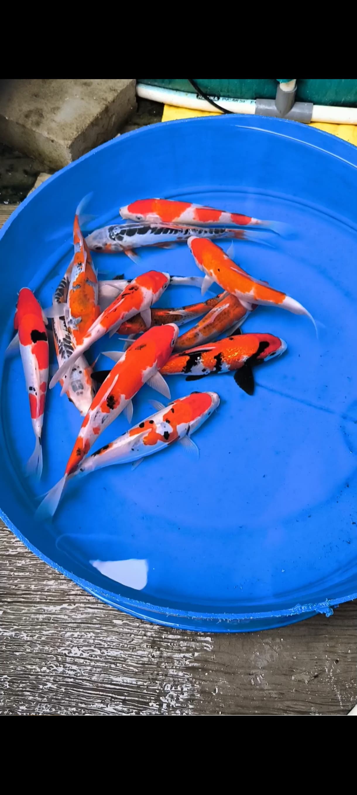 Lelang Koi Online, Jual Beli Ikan Koi, Pusat Jual Beli Koi, Info Lelang Koi Hari Ini, Platform Jual Beli Koi, Jual Beli Ikan Koi Online, Marketplace Ikan Koi, Jual Koi Terbaik, Tempat Beli Koi Berkualitas, Pasar Ikan Koi Online Terpercaya, Penjual Ikan Koi Terpercaya, Beli Koi Hias Online, Ikan Koi untuk Dijual, Koi Kualitas Terbaik, Toko Online Ikan Koi, Koi Hias Untuk Dijual, Jual Beli Ikan Koi Lokal, Koi Indonesia Online, Pusat Jual Beli Koi Terbesar