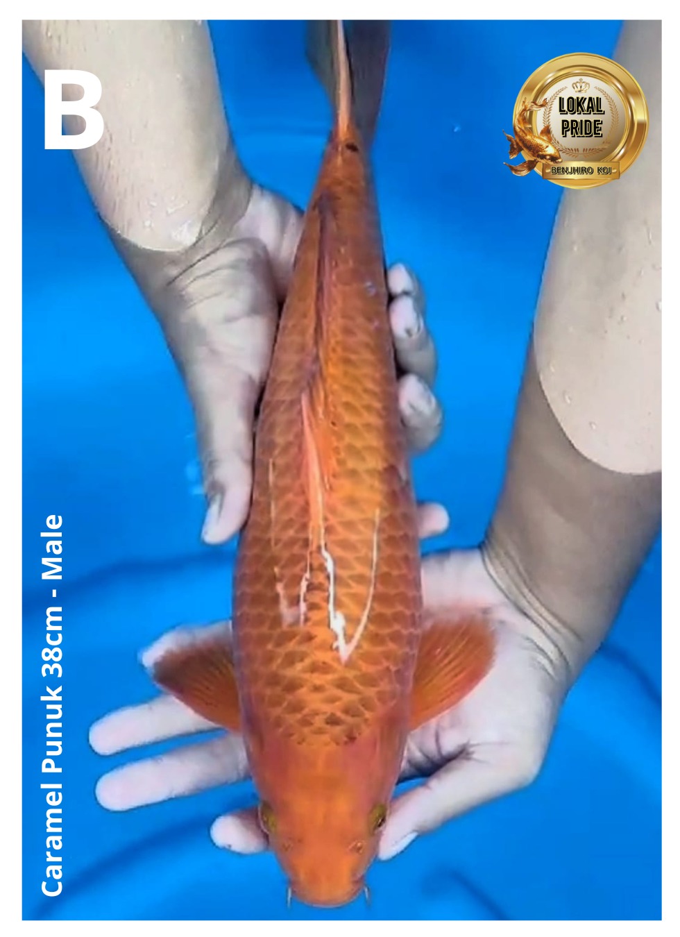 Lelang Koi Online, Jual Beli Ikan Koi, Pusat Jual Beli Koi, Info Lelang Koi Hari Ini, Platform Jual Beli Koi, Jual Beli Ikan Koi Online, Marketplace Ikan Koi, Jual Koi Terbaik, Tempat Beli Koi Berkualitas, Pasar Ikan Koi Online Terpercaya, Penjual Ikan Koi Terpercaya, Beli Koi Hias Online, Ikan Koi untuk Dijual, Koi Kualitas Terbaik, Toko Online Ikan Koi, Koi Hias Untuk Dijual, Jual Beli Ikan Koi Lokal, Koi Indonesia Online, Pusat Jual Beli Koi Terbesar