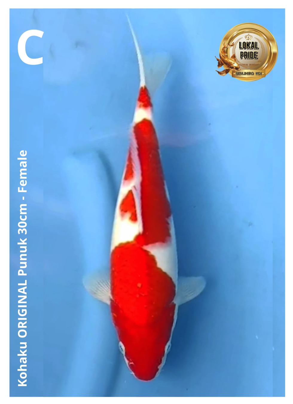 Lelang Koi Online, Jual Beli Ikan Koi, Pusat Jual Beli Koi, Info Lelang Koi Hari Ini, Platform Jual Beli Koi, Jual Beli Ikan Koi Online, Marketplace Ikan Koi, Jual Koi Terbaik, Tempat Beli Koi Berkualitas, Pasar Ikan Koi Online Terpercaya, Penjual Ikan Koi Terpercaya, Beli Koi Hias Online, Ikan Koi untuk Dijual, Koi Kualitas Terbaik, Toko Online Ikan Koi, Koi Hias Untuk Dijual, Jual Beli Ikan Koi Lokal, Koi Indonesia Online, Pusat Jual Beli Koi Terbesar