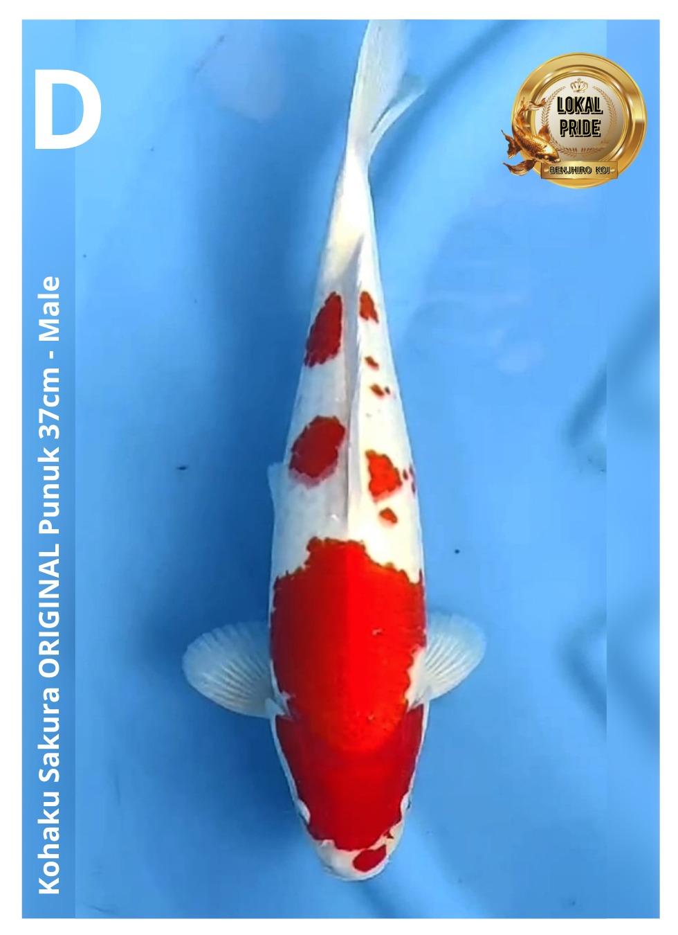 Lelang Koi Online, Jual Beli Ikan Koi, Pusat Jual Beli Koi, Info Lelang Koi Hari Ini, Platform Jual Beli Koi, Jual Beli Ikan Koi Online, Marketplace Ikan Koi, Jual Koi Terbaik, Tempat Beli Koi Berkualitas, Pasar Ikan Koi Online Terpercaya, Penjual Ikan Koi Terpercaya, Beli Koi Hias Online, Ikan Koi untuk Dijual, Koi Kualitas Terbaik, Toko Online Ikan Koi, Koi Hias Untuk Dijual, Jual Beli Ikan Koi Lokal, Koi Indonesia Online, Pusat Jual Beli Koi Terbesar