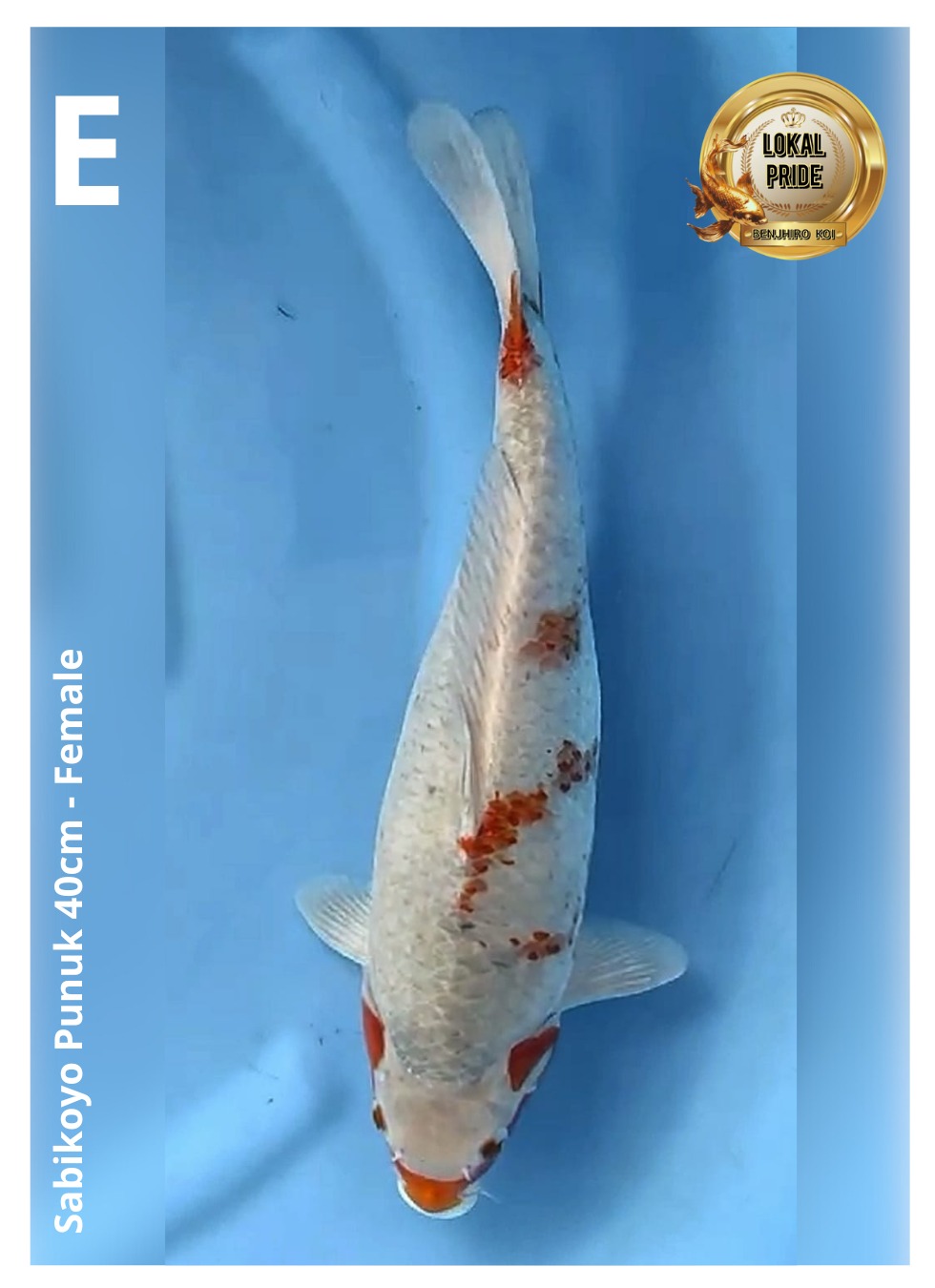 Lelang Koi Online, Jual Beli Ikan Koi, Pusat Jual Beli Koi, Info Lelang Koi Hari Ini, Platform Jual Beli Koi, Jual Beli Ikan Koi Online, Marketplace Ikan Koi, Jual Koi Terbaik, Tempat Beli Koi Berkualitas, Pasar Ikan Koi Online Terpercaya, Penjual Ikan Koi Terpercaya, Beli Koi Hias Online, Ikan Koi untuk Dijual, Koi Kualitas Terbaik, Toko Online Ikan Koi, Koi Hias Untuk Dijual, Jual Beli Ikan Koi Lokal, Koi Indonesia Online, Pusat Jual Beli Koi Terbesar