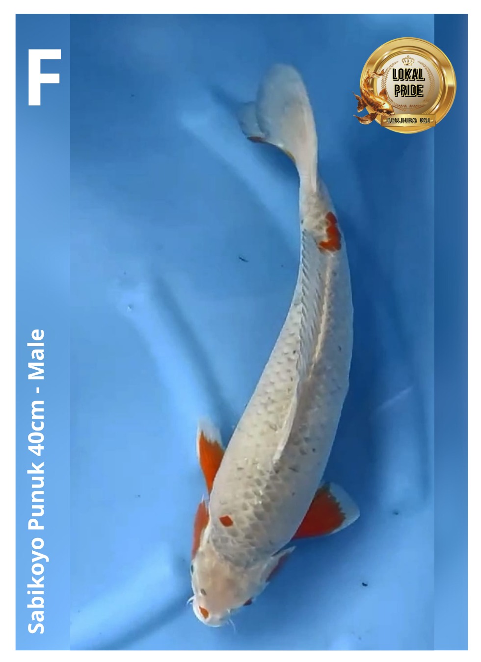 Lelang Koi Online, Jual Beli Ikan Koi, Pusat Jual Beli Koi, Info Lelang Koi Hari Ini, Platform Jual Beli Koi, Jual Beli Ikan Koi Online, Marketplace Ikan Koi, Jual Koi Terbaik, Tempat Beli Koi Berkualitas, Pasar Ikan Koi Online Terpercaya, Penjual Ikan Koi Terpercaya, Beli Koi Hias Online, Ikan Koi untuk Dijual, Koi Kualitas Terbaik, Toko Online Ikan Koi, Koi Hias Untuk Dijual, Jual Beli Ikan Koi Lokal, Koi Indonesia Online, Pusat Jual Beli Koi Terbesar
