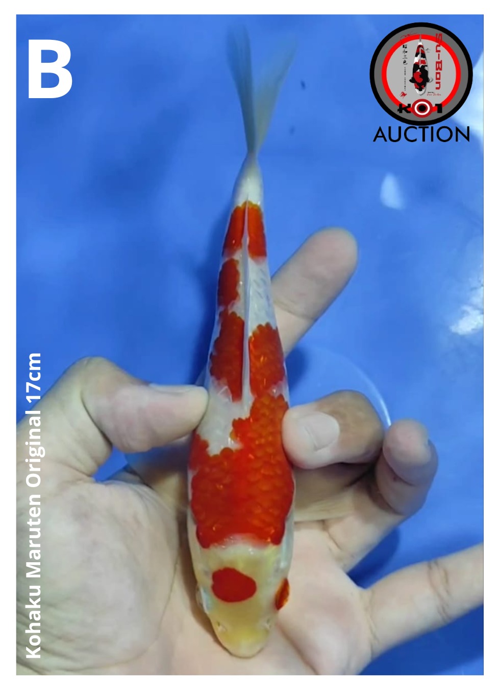Lelang Koi Online, Jual Beli Ikan Koi, Pusat Jual Beli Koi, Info Lelang Koi Hari Ini, Platform Jual Beli Koi, Jual Beli Ikan Koi Online, Marketplace Ikan Koi, Jual Koi Terbaik, Tempat Beli Koi Berkualitas, Pasar Ikan Koi Online Terpercaya, Penjual Ikan Koi Terpercaya, Beli Koi Hias Online, Ikan Koi untuk Dijual, Koi Kualitas Terbaik, Toko Online Ikan Koi, Koi Hias Untuk Dijual, Jual Beli Ikan Koi Lokal, Koi Indonesia Online, Pusat Jual Beli Koi Terbesar