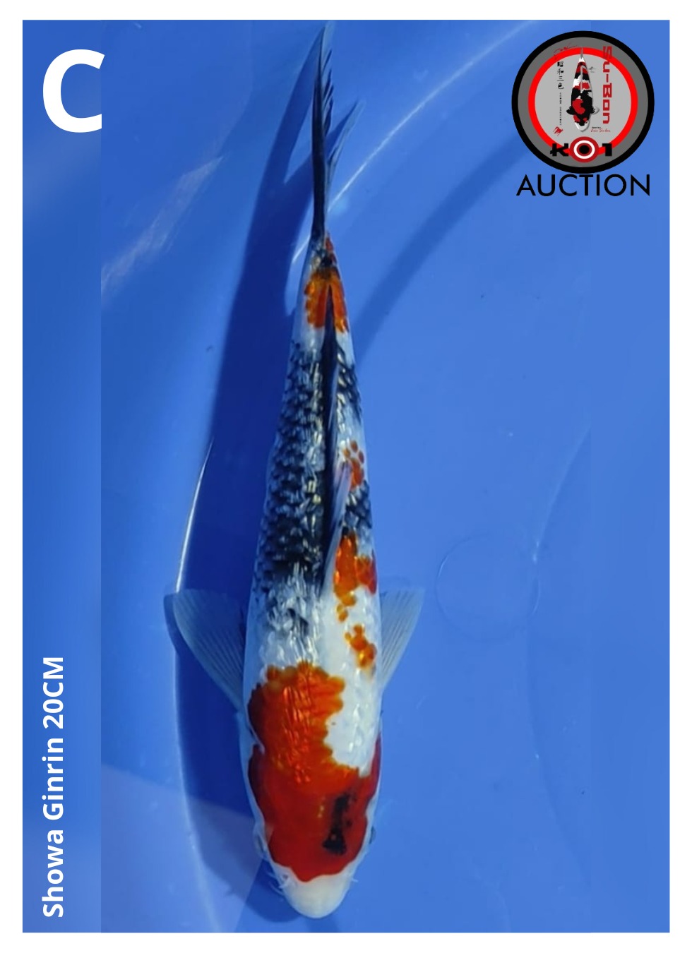 Lelang Koi Online, Jual Beli Ikan Koi, Pusat Jual Beli Koi, Info Lelang Koi Hari Ini, Platform Jual Beli Koi, Jual Beli Ikan Koi Online, Marketplace Ikan Koi, Jual Koi Terbaik, Tempat Beli Koi Berkualitas, Pasar Ikan Koi Online Terpercaya, Penjual Ikan Koi Terpercaya, Beli Koi Hias Online, Ikan Koi untuk Dijual, Koi Kualitas Terbaik, Toko Online Ikan Koi, Koi Hias Untuk Dijual, Jual Beli Ikan Koi Lokal, Koi Indonesia Online, Pusat Jual Beli Koi Terbesar