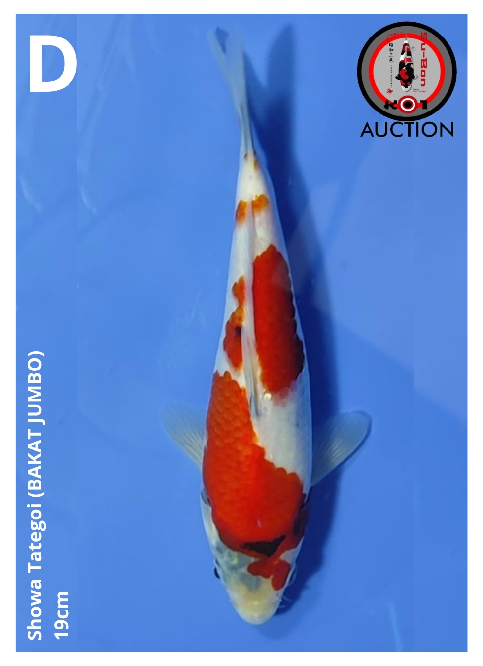 Lelang Koi Online, Jual Beli Ikan Koi, Pusat Jual Beli Koi, Info Lelang Koi Hari Ini, Platform Jual Beli Koi, Jual Beli Ikan Koi Online, Marketplace Ikan Koi, Jual Koi Terbaik, Tempat Beli Koi Berkualitas, Pasar Ikan Koi Online Terpercaya, Penjual Ikan Koi Terpercaya, Beli Koi Hias Online, Ikan Koi untuk Dijual, Koi Kualitas Terbaik, Toko Online Ikan Koi, Koi Hias Untuk Dijual, Jual Beli Ikan Koi Lokal, Koi Indonesia Online, Pusat Jual Beli Koi Terbesar