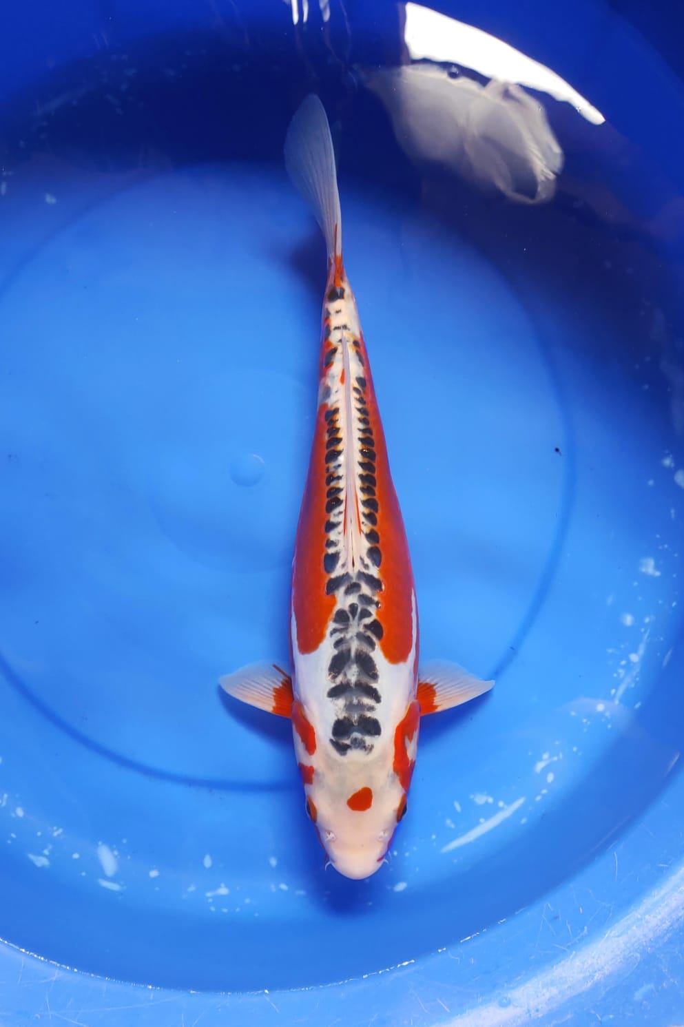 Lelang Koi Online, Jual Beli Ikan Koi, Pusat Jual Beli Koi, Info Lelang Koi Hari Ini, Platform Jual Beli Koi, Jual Beli Ikan Koi Online, Marketplace Ikan Koi, Jual Koi Terbaik, Tempat Beli Koi Berkualitas, Pasar Ikan Koi Online Terpercaya, Penjual Ikan Koi Terpercaya, Beli Koi Hias Online, Ikan Koi untuk Dijual, Koi Kualitas Terbaik, Toko Online Ikan Koi, Koi Hias Untuk Dijual, Jual Beli Ikan Koi Lokal, Koi Indonesia Online, Pusat Jual Beli Koi Terbesar