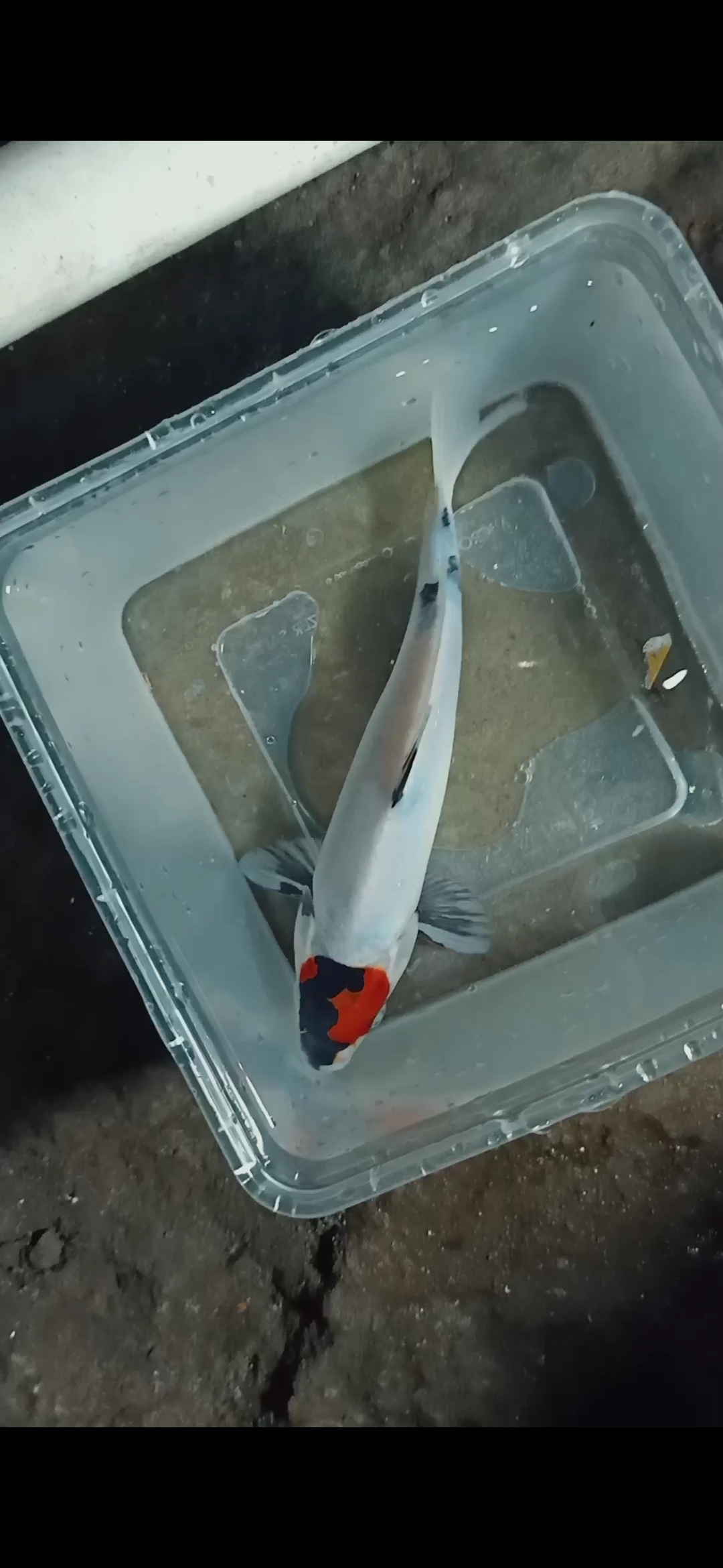 Lelang Koi Online, Jual Beli Ikan Koi, Pusat Jual Beli Koi, Info Lelang Koi Hari Ini, Platform Jual Beli Koi, Jual Beli Ikan Koi Online, Marketplace Ikan Koi, Jual Koi Terbaik, Tempat Beli Koi Berkualitas, Pasar Ikan Koi Online Terpercaya, Penjual Ikan Koi Terpercaya, Beli Koi Hias Online, Ikan Koi untuk Dijual, Koi Kualitas Terbaik, Toko Online Ikan Koi, Koi Hias Untuk Dijual, Jual Beli Ikan Koi Lokal, Koi Indonesia Online, Pusat Jual Beli Koi Terbesar