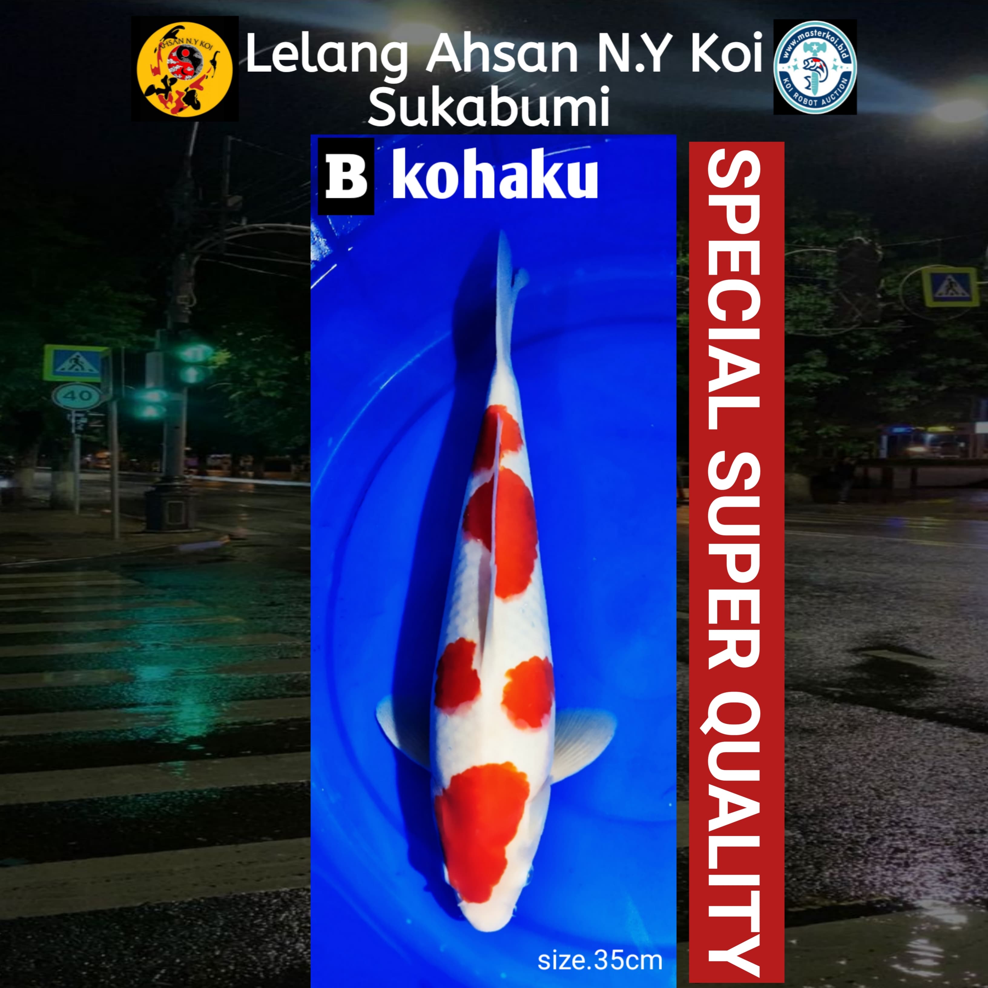 KOHAKU SUPER QUALITY 35cm