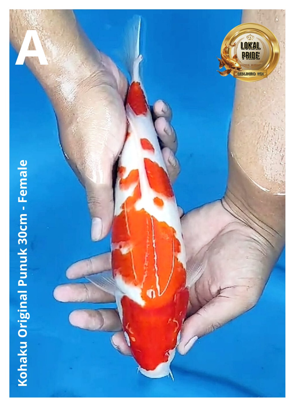 KOHAKU ORIGINAL PUNUK 30cm
