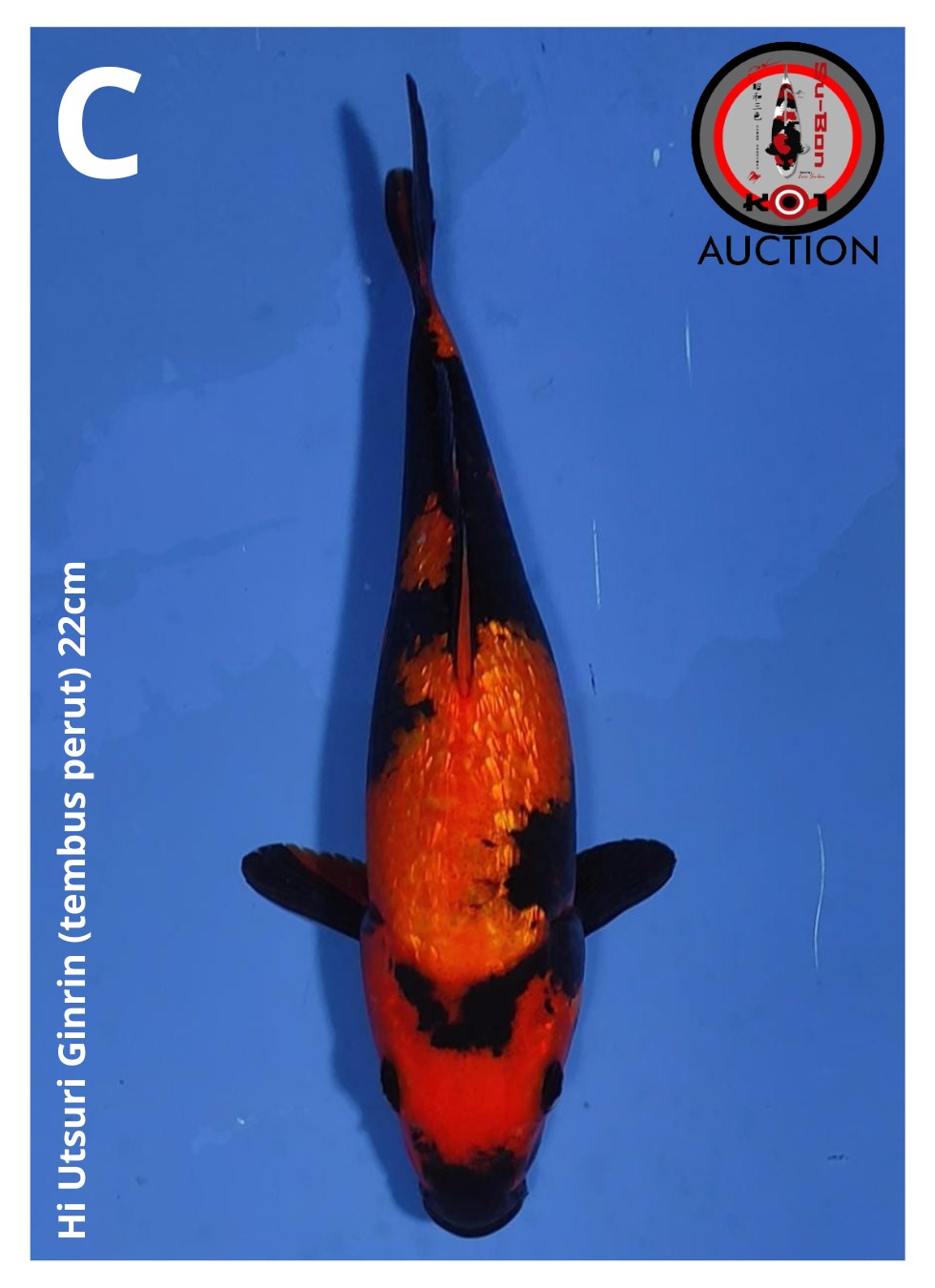 HI UTSURI GINRIN (TEMBUS PERUT) 22cm