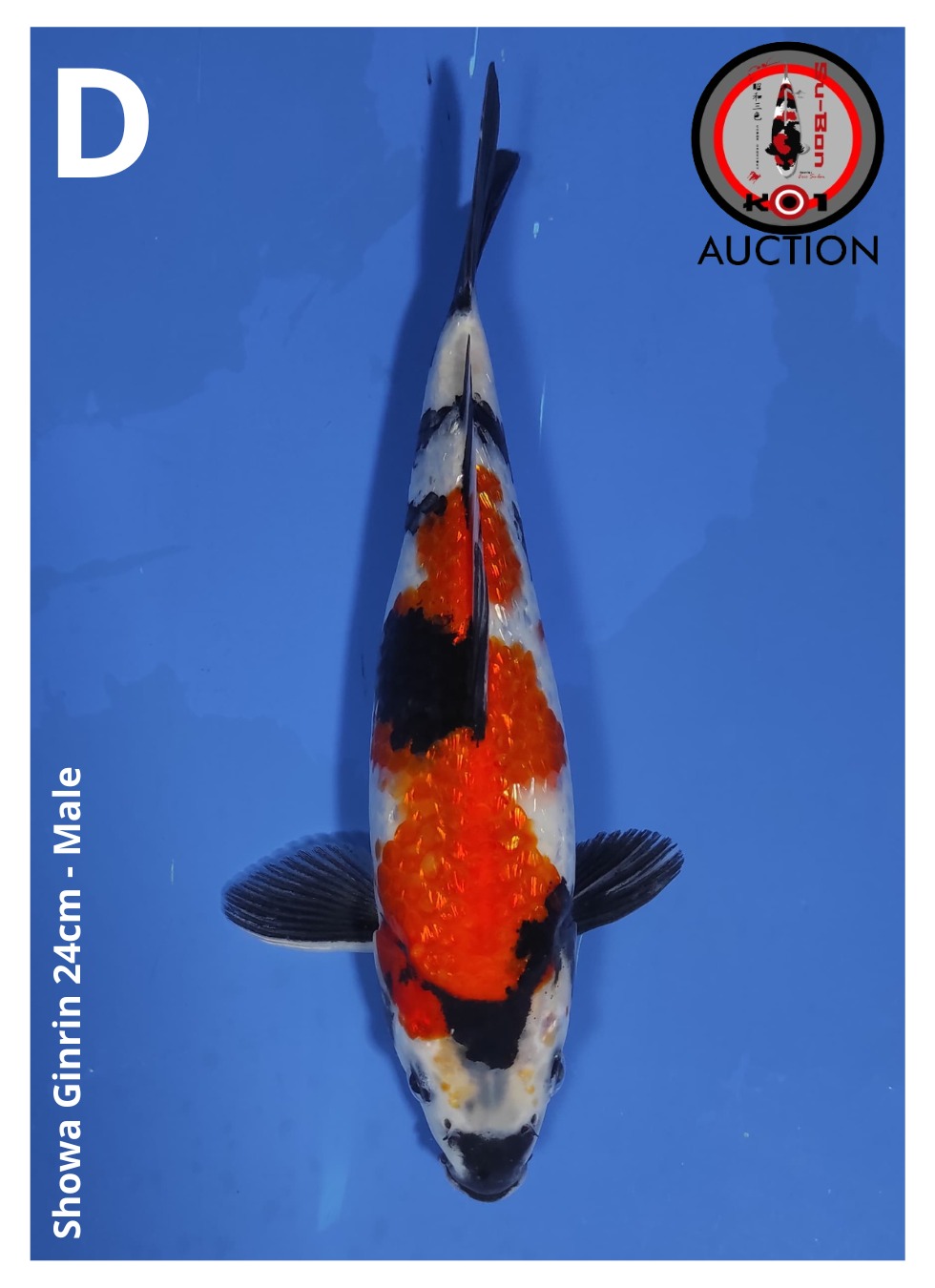 SHOWA GINRIN 24cm