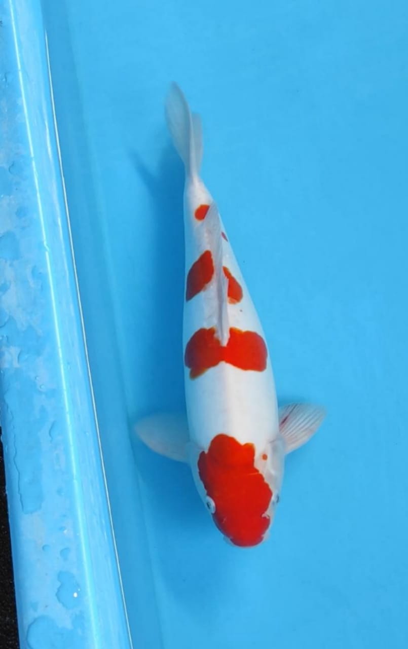 KOHAKU DOITSU 40cm