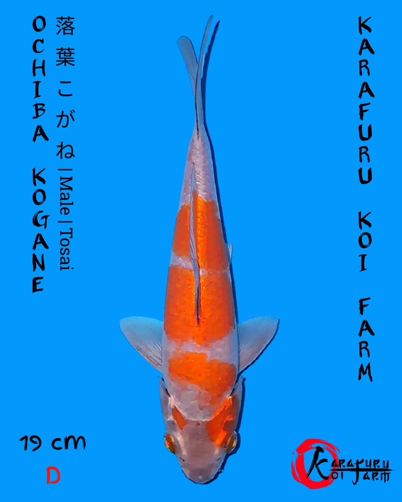 OCHIBA KOGANE 19cm