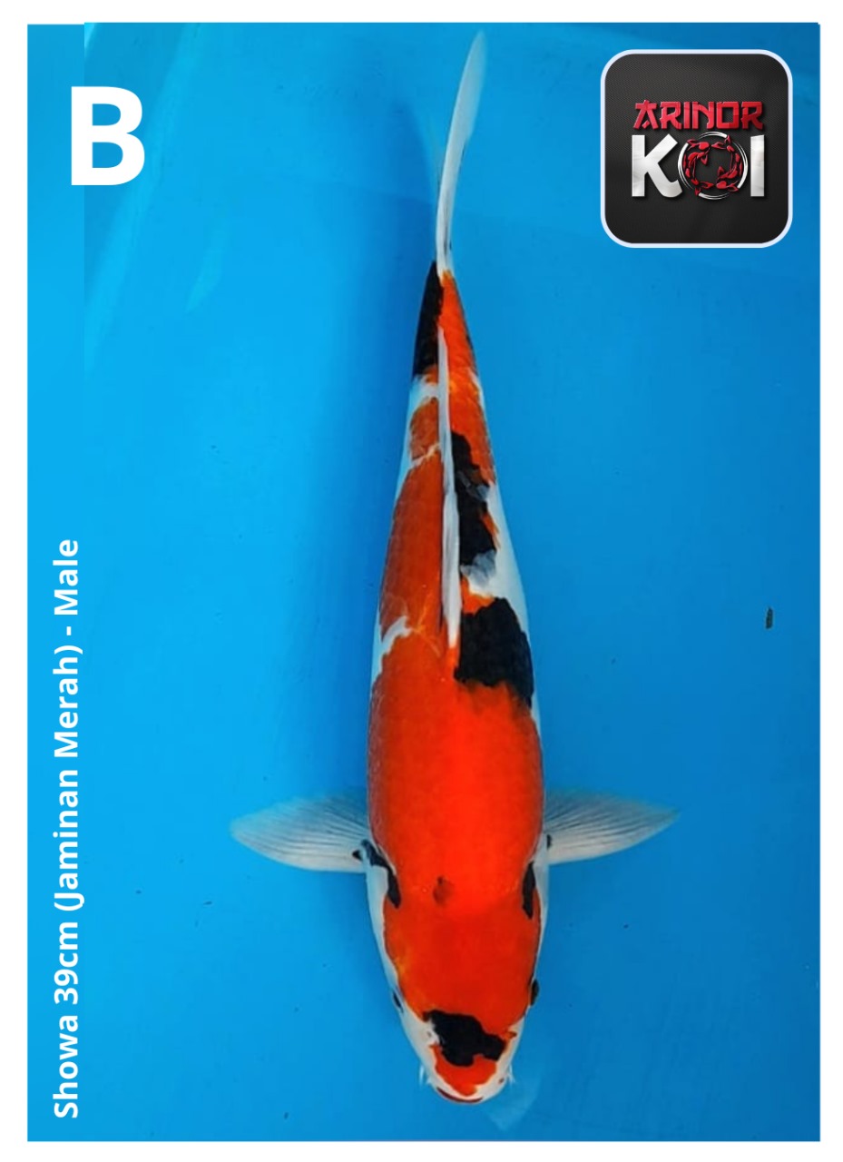 SHOWA 39cm (JAMINAN MERAH)