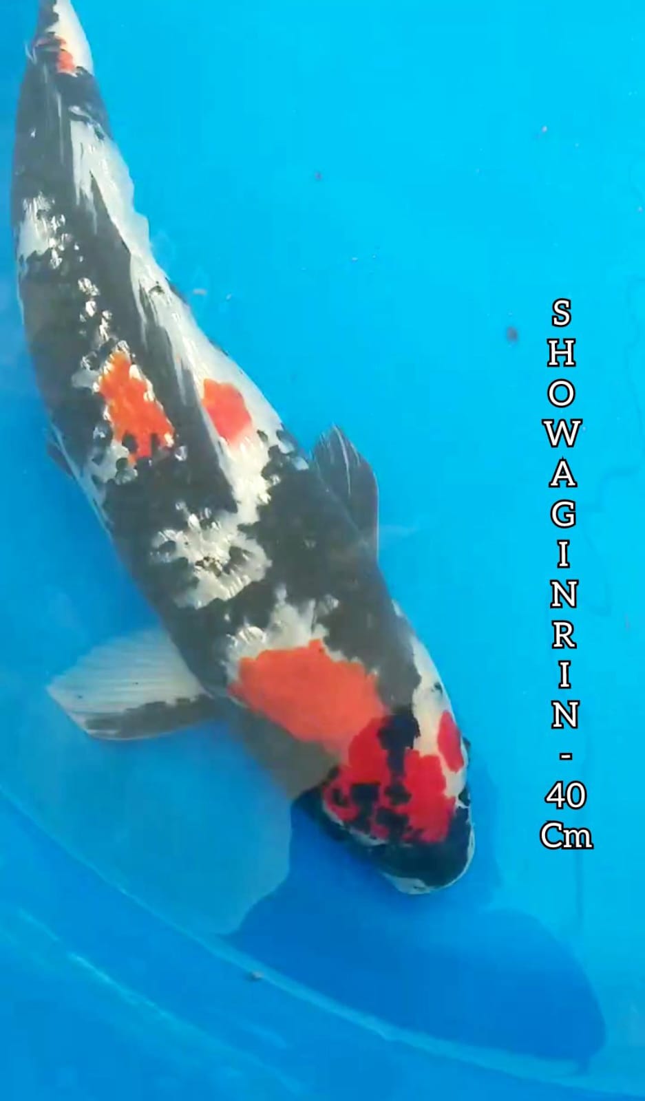 SHOWA GINRIN 40cm