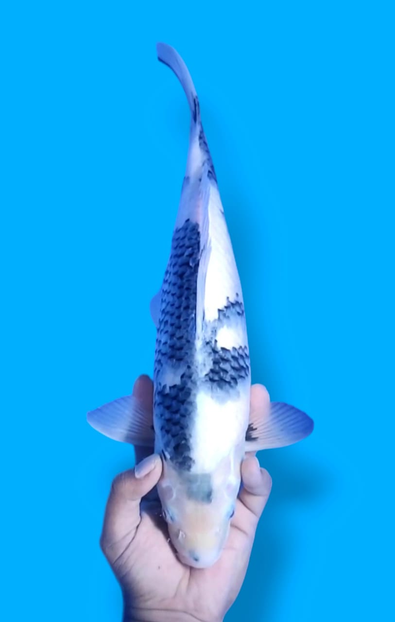 TATEGOI SHIRO AKF FULL MOTOGORO 40cm