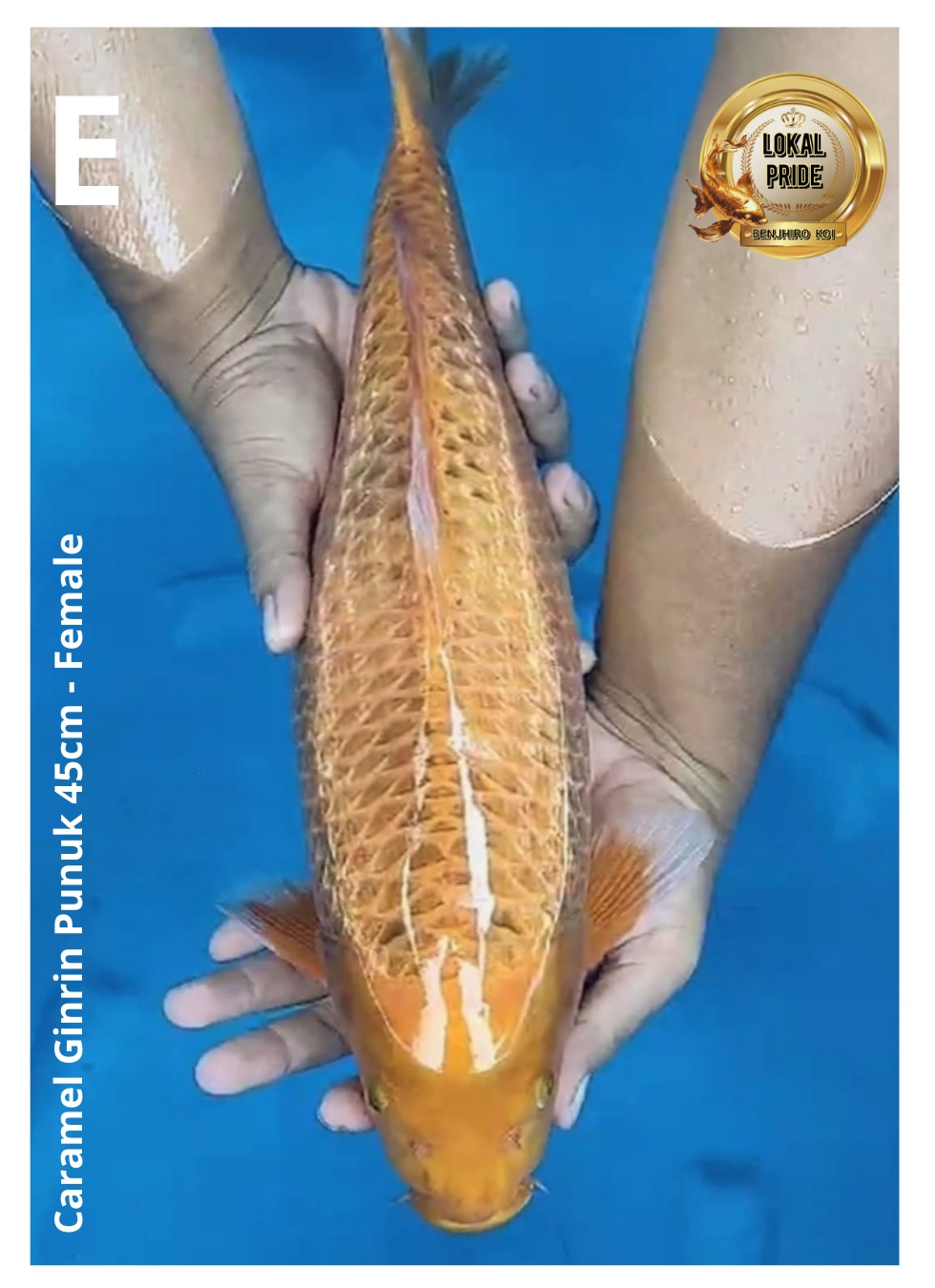 CARAMEL GINRIN PUNUK 45cm