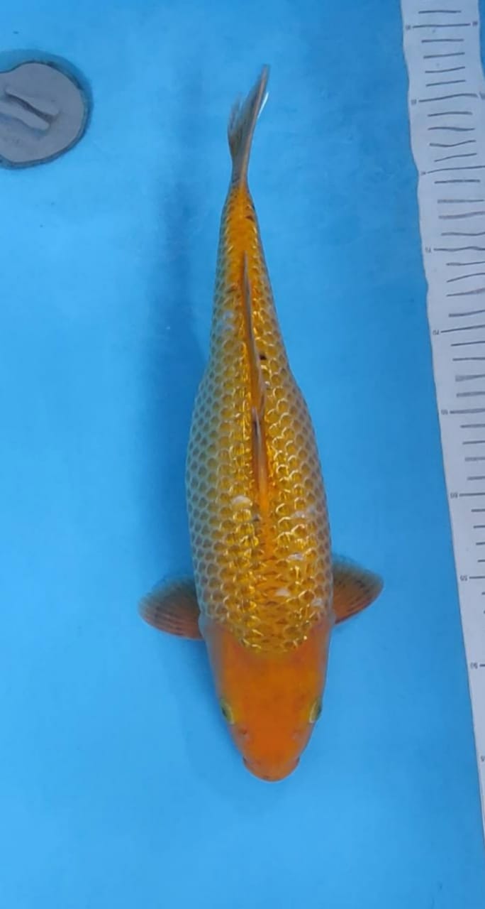 KARAMEL GINRIN 39cm