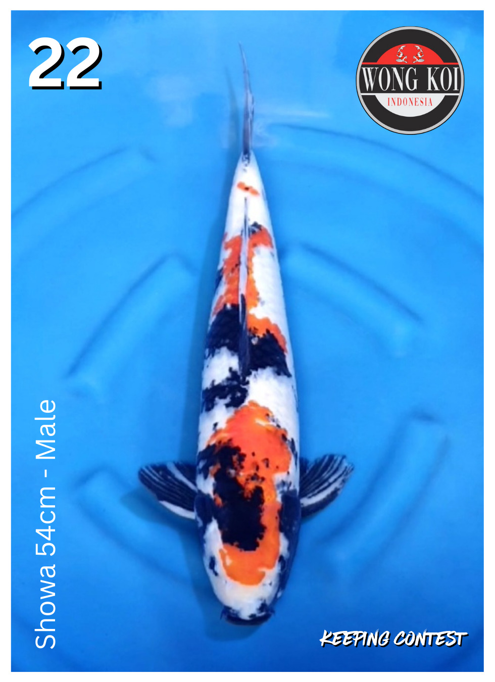 SHOWA 54cm