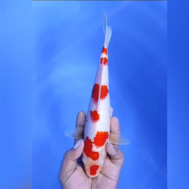 KOHAKU SAKURA ORIGINAL 26cm