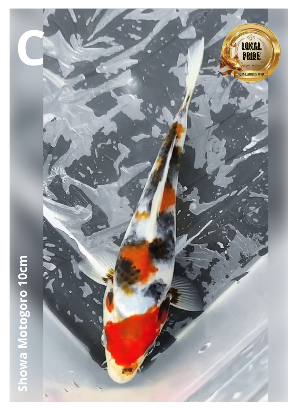 SHOWA MOTOGORO BREEDING MR.BUDI GLAGAH 10cm