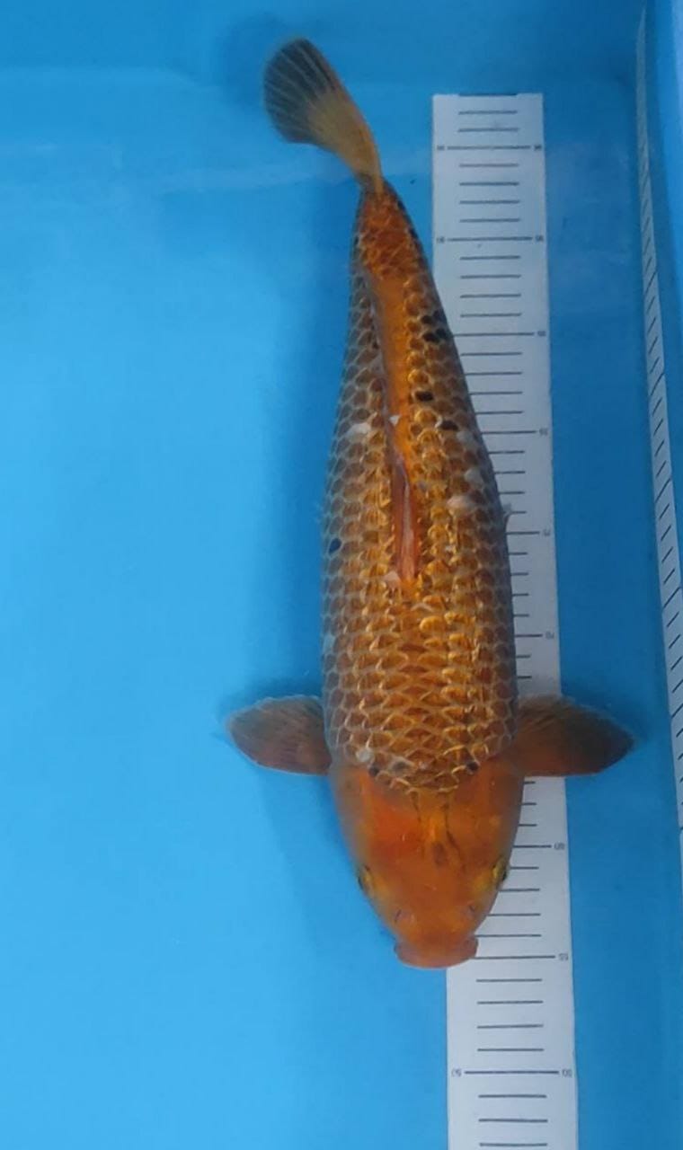 CARAMEL 45cm