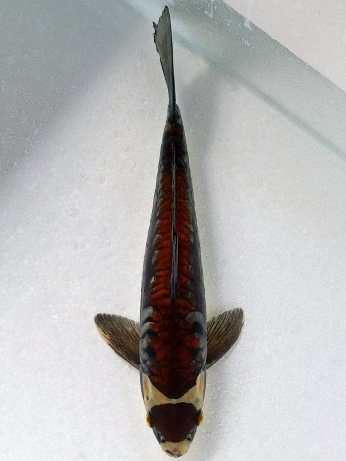 MARUTEN OCHIBA ARAGOKE 34cm