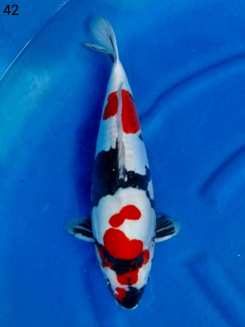 SHOWA DOITSU PUNUK SQ 45cm MALE