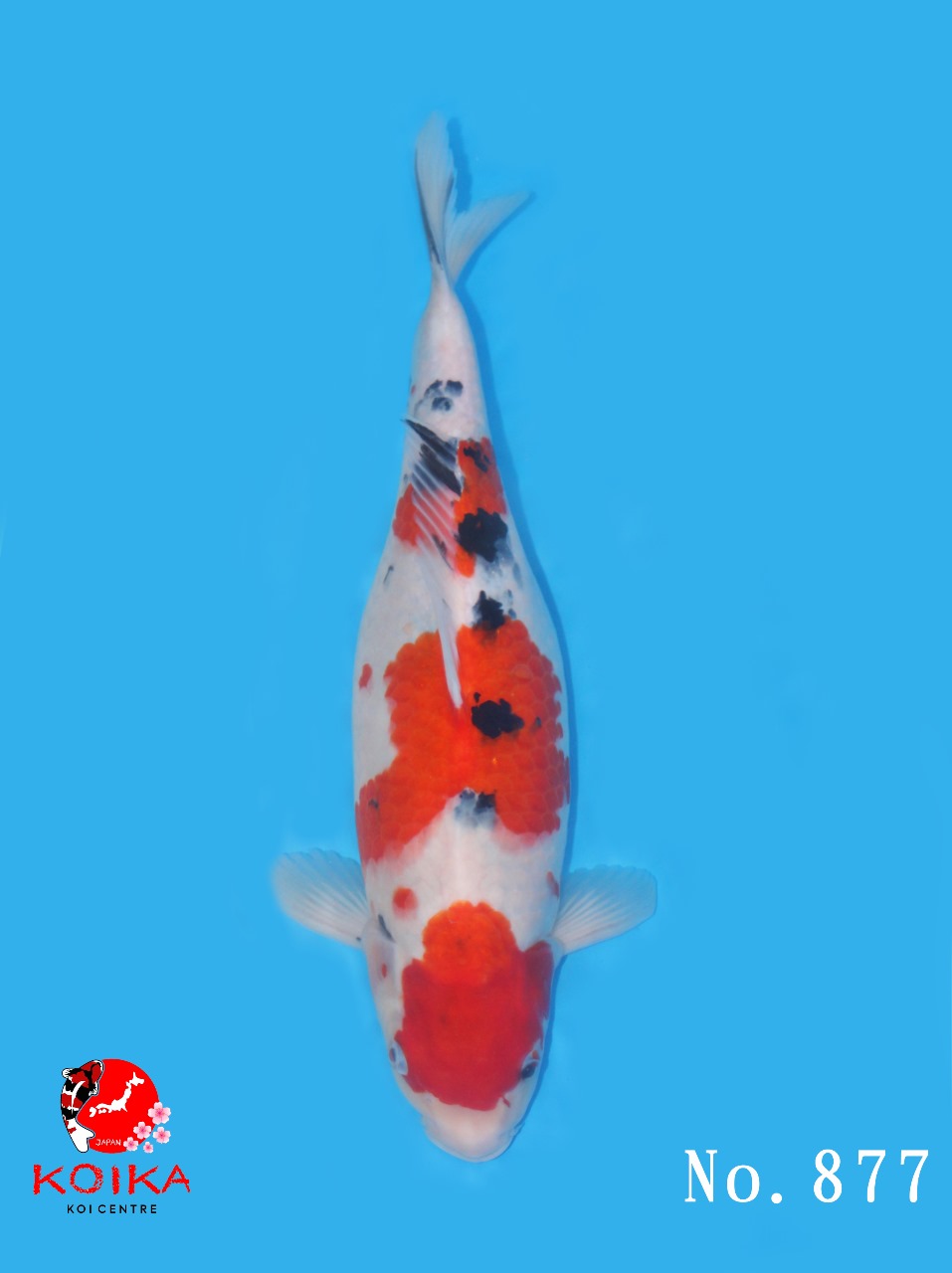SANKE 41cm