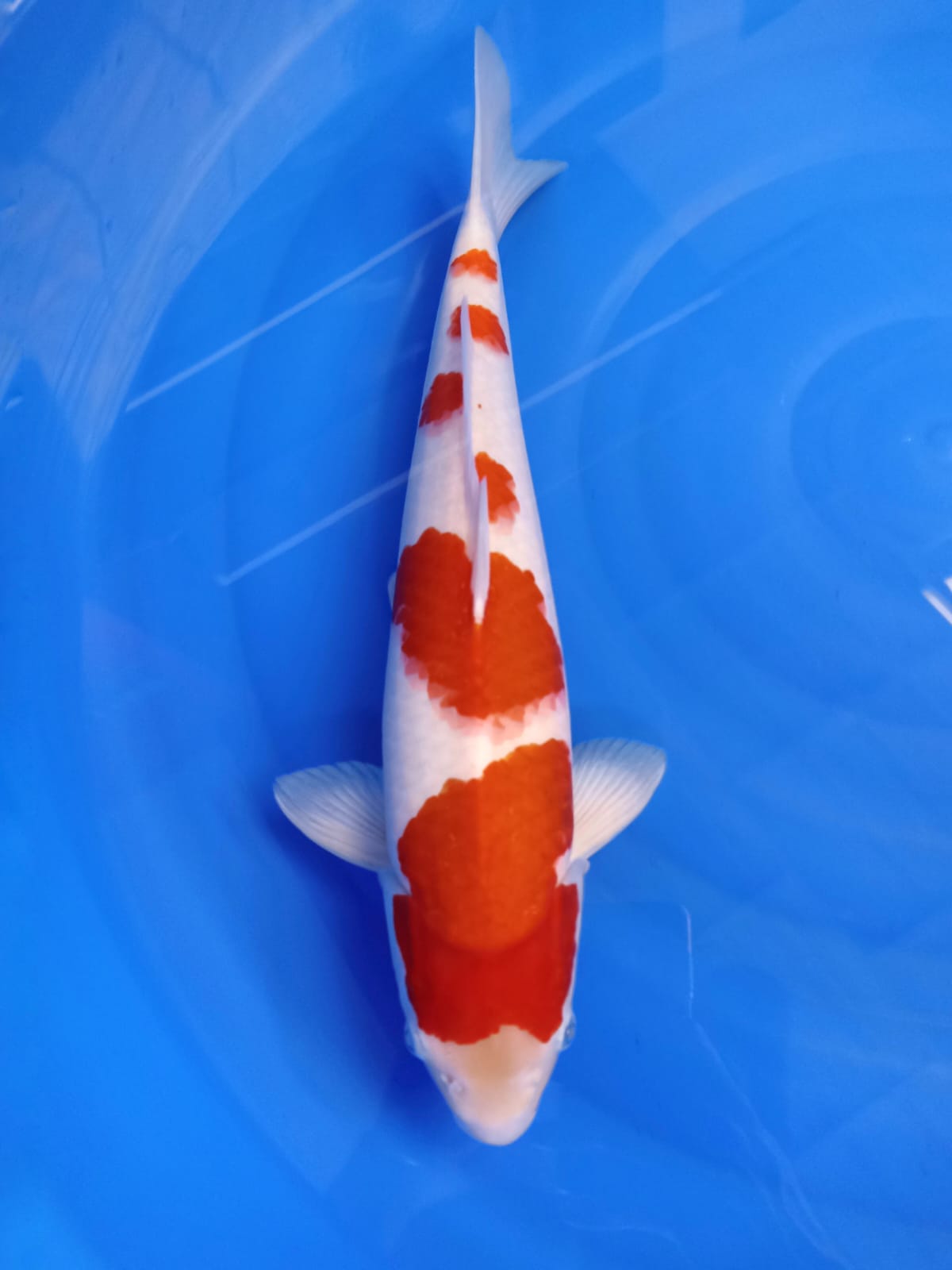 KOHAKU HQ 49cm