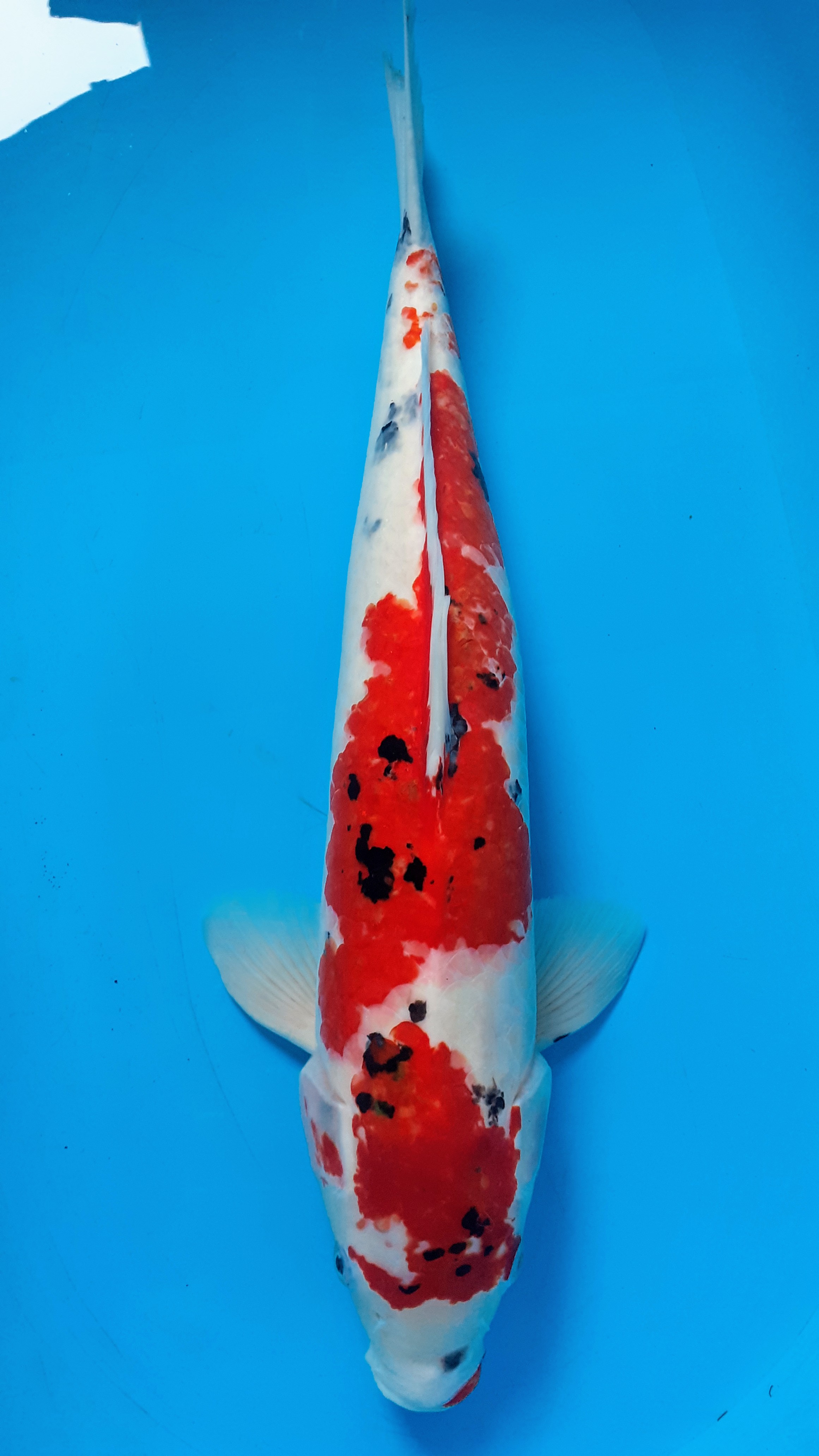 SANKEI JUMBO 55cm