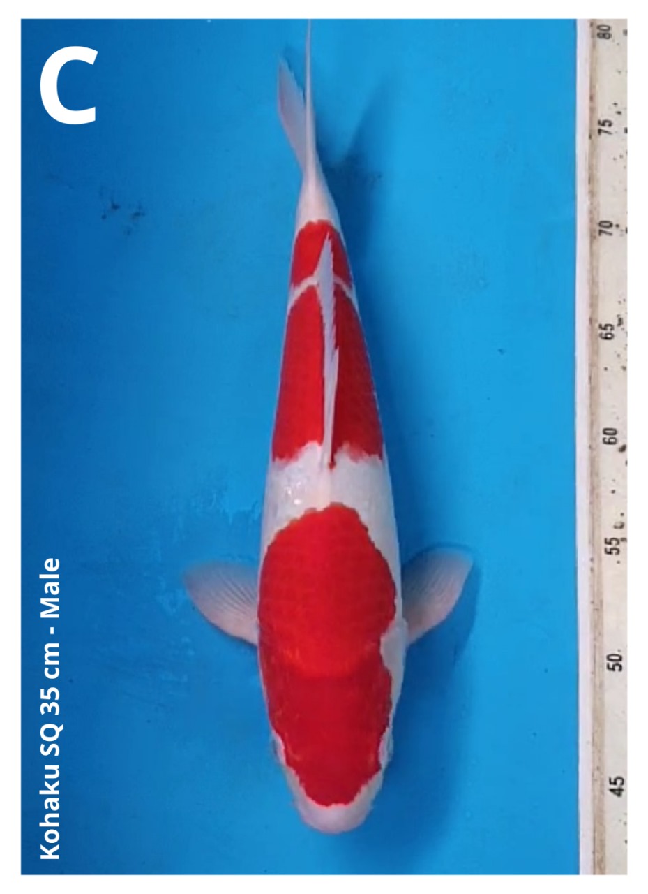 KOHAKU SQ 35cm