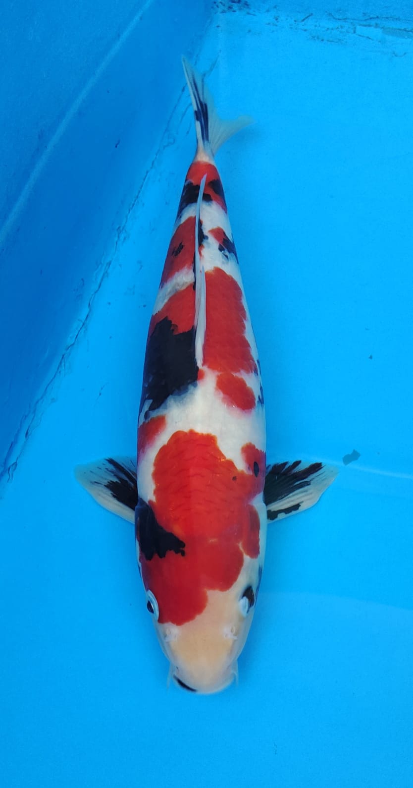 SHOWA M 37cm