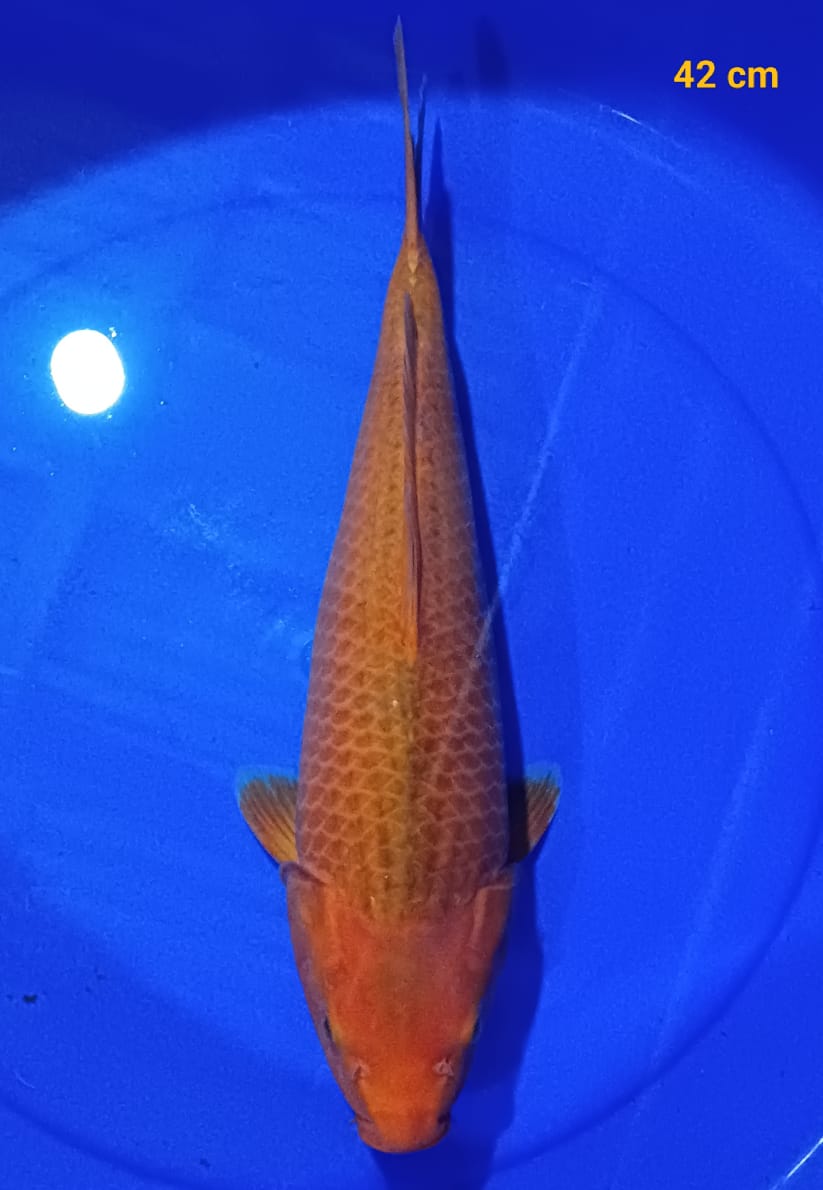 CARAMEL 42cm