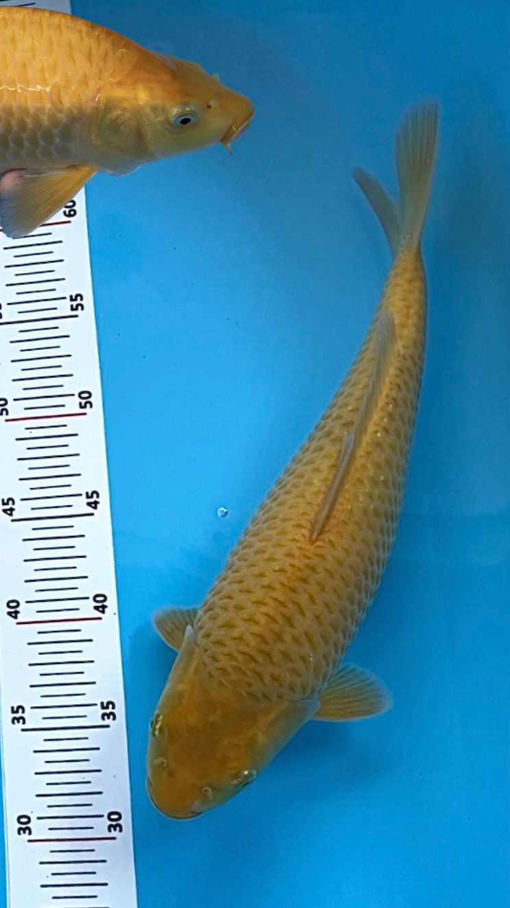 CARAMEL TOP FUKURIN 33cm