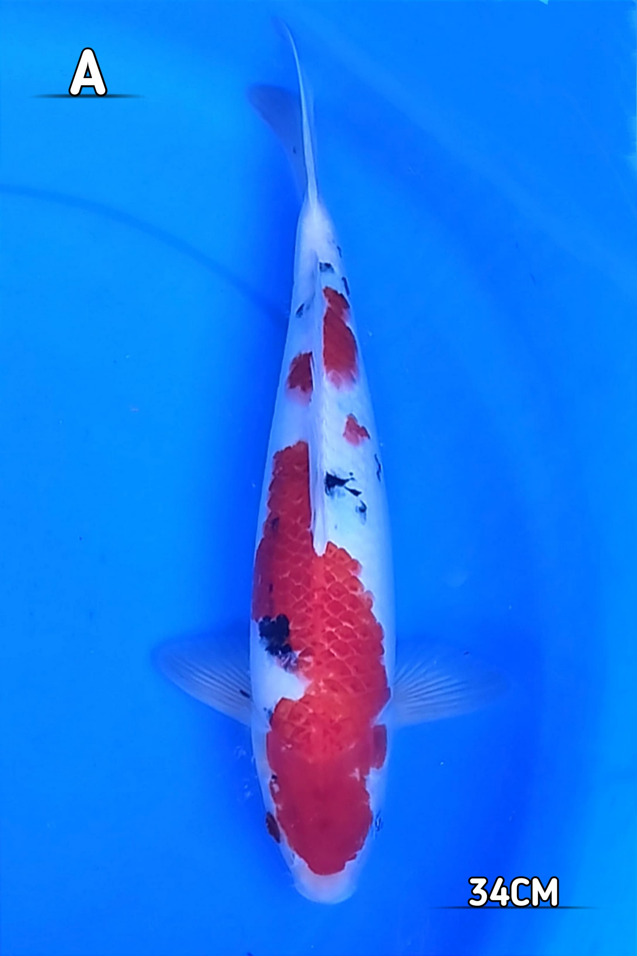 SANKE SISIK TORPEDO 34cm