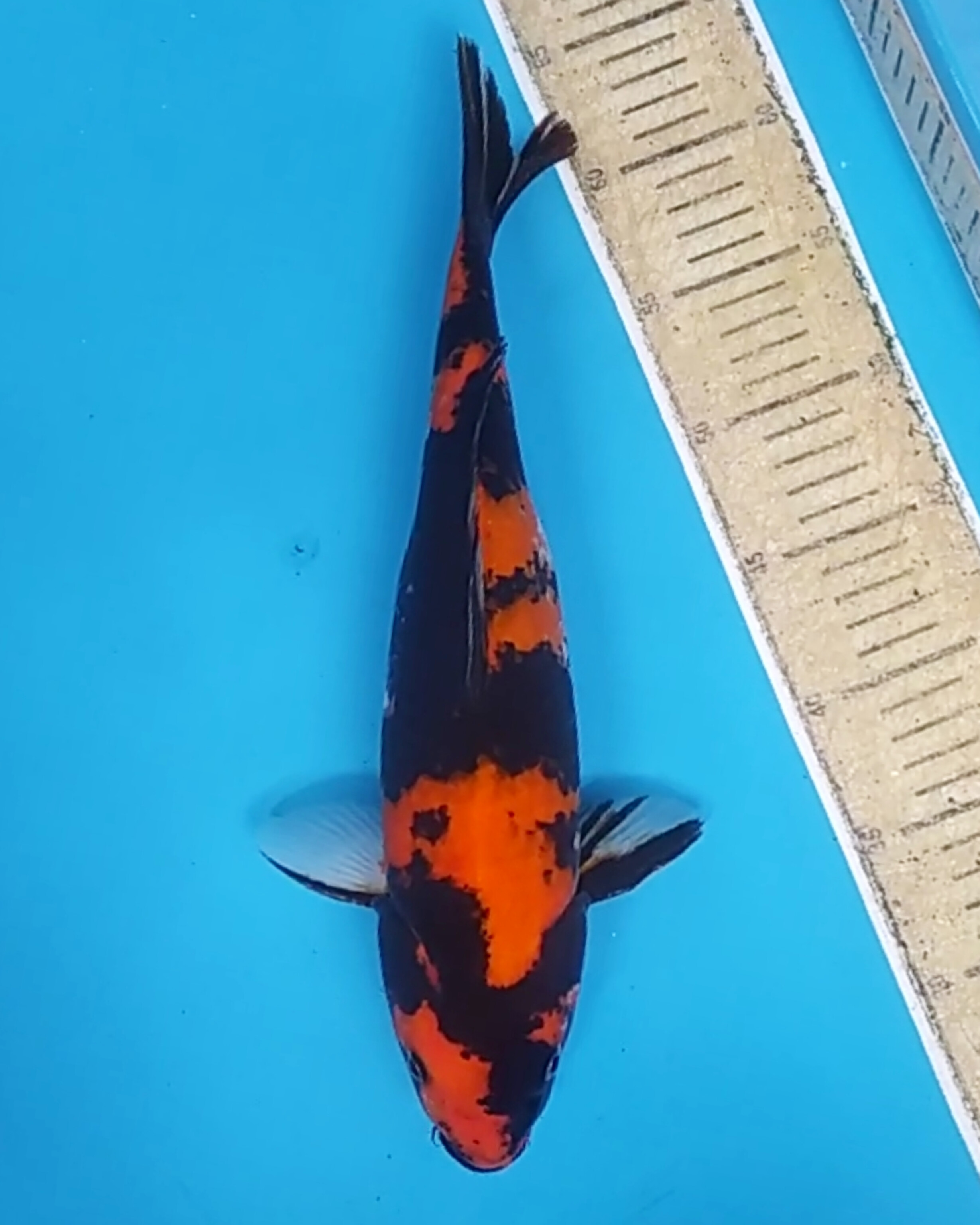 HI UTSRUI 38cm