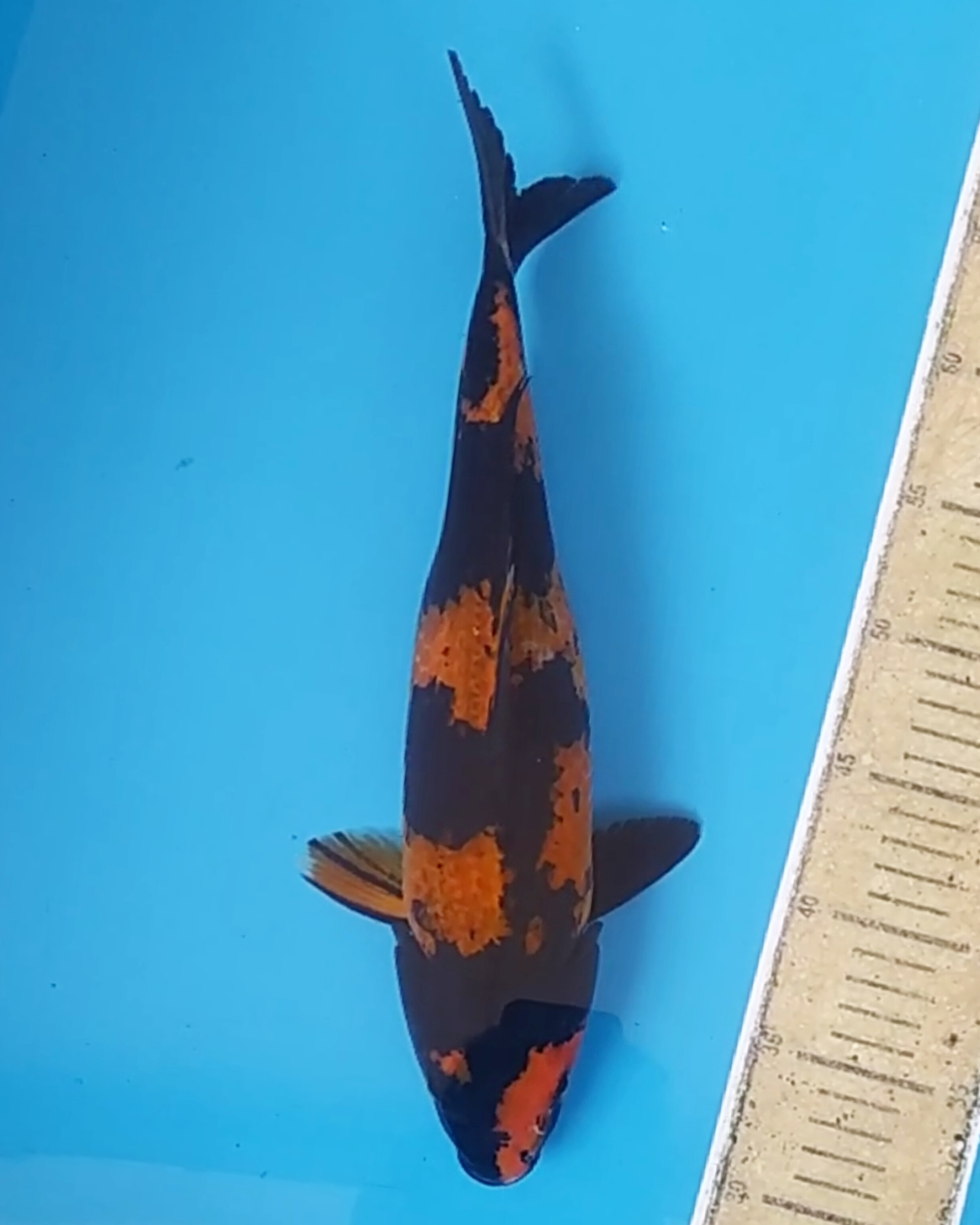 KAGE UTSRUI 39cm