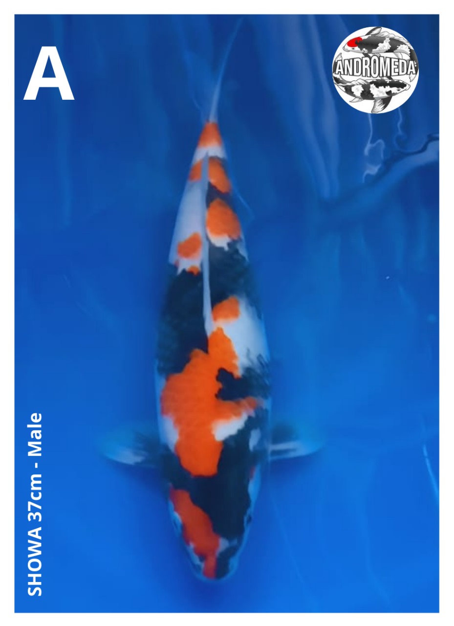 SHOWA 37cm