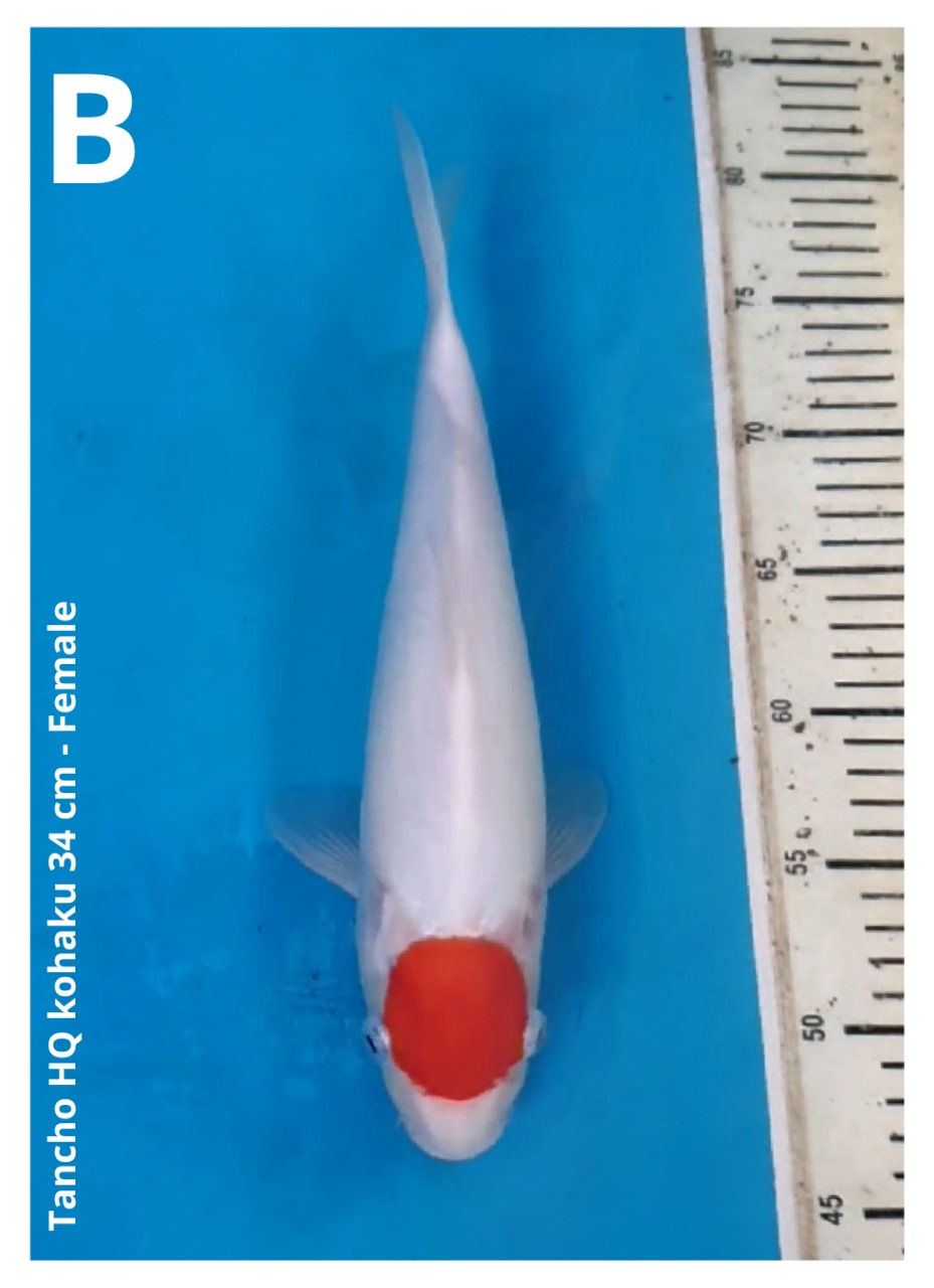 TANCHO HQ KOHAKU 34cm