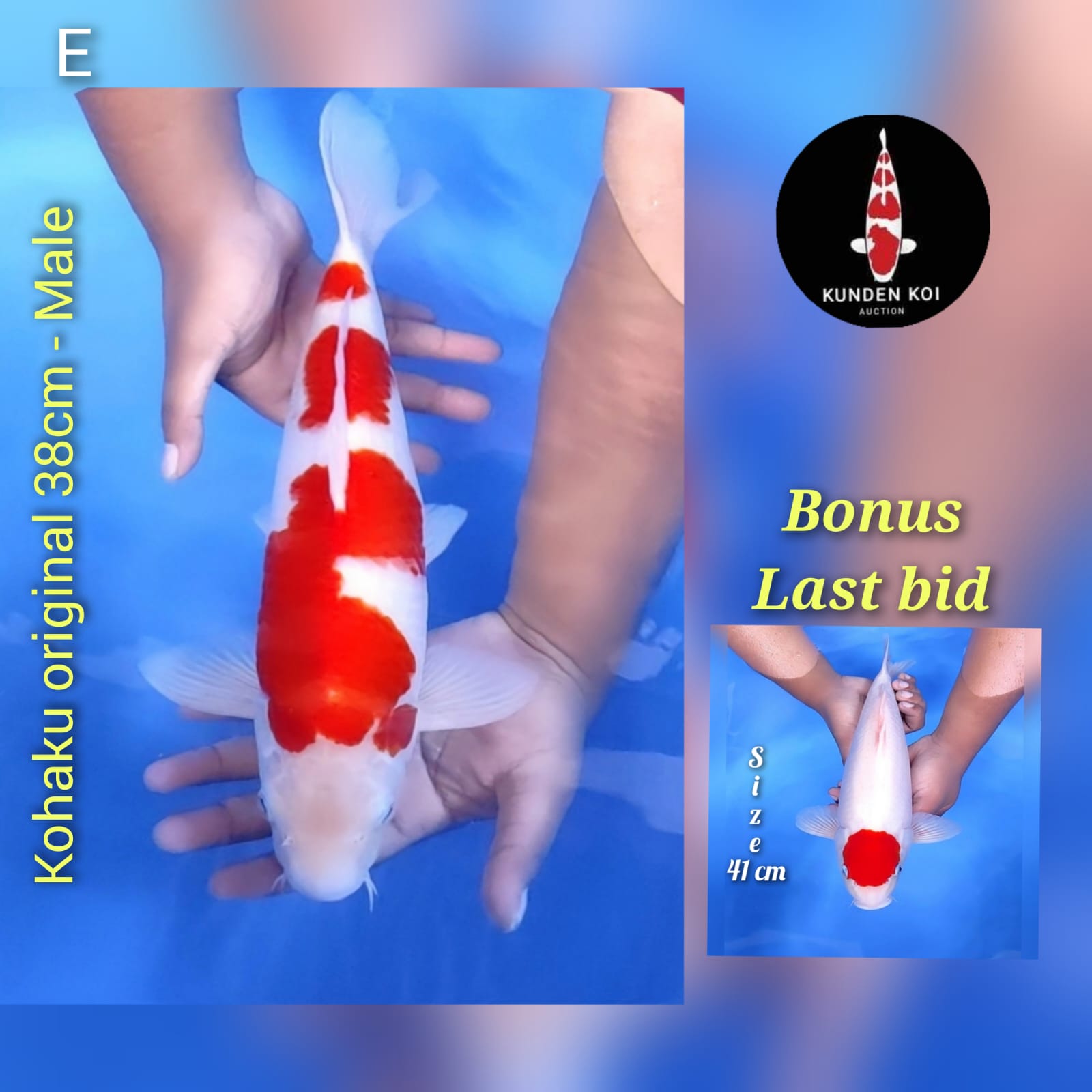 KOHAKU ORIGINAL 38cm