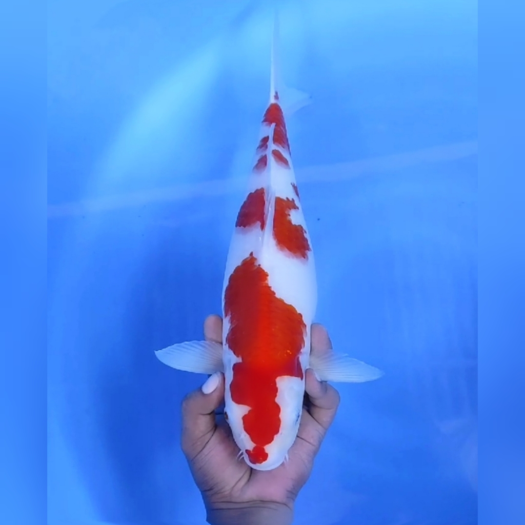 KOHAKU GOOD PATTERN ORIGINAL JUMBO 41cm