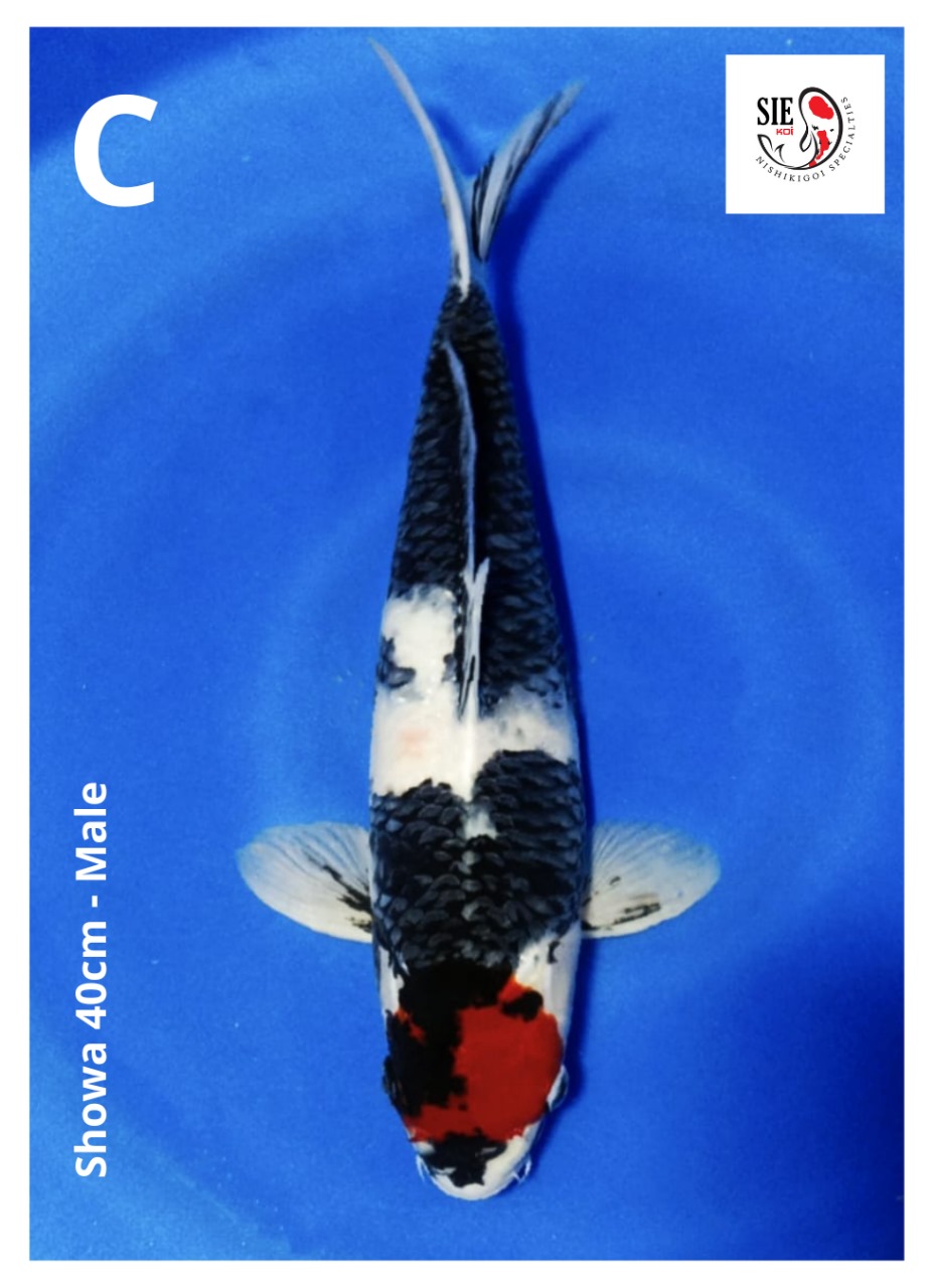 SHOWA 40cm